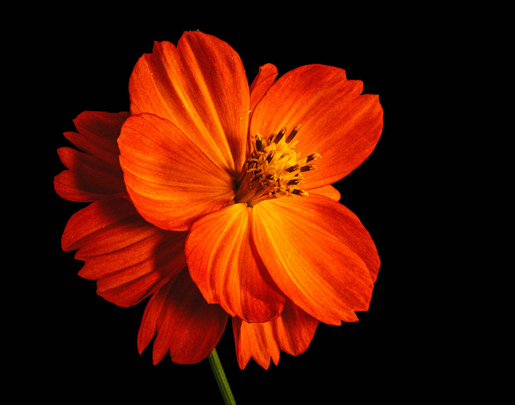 Tango Cosmos - Fine Art Print