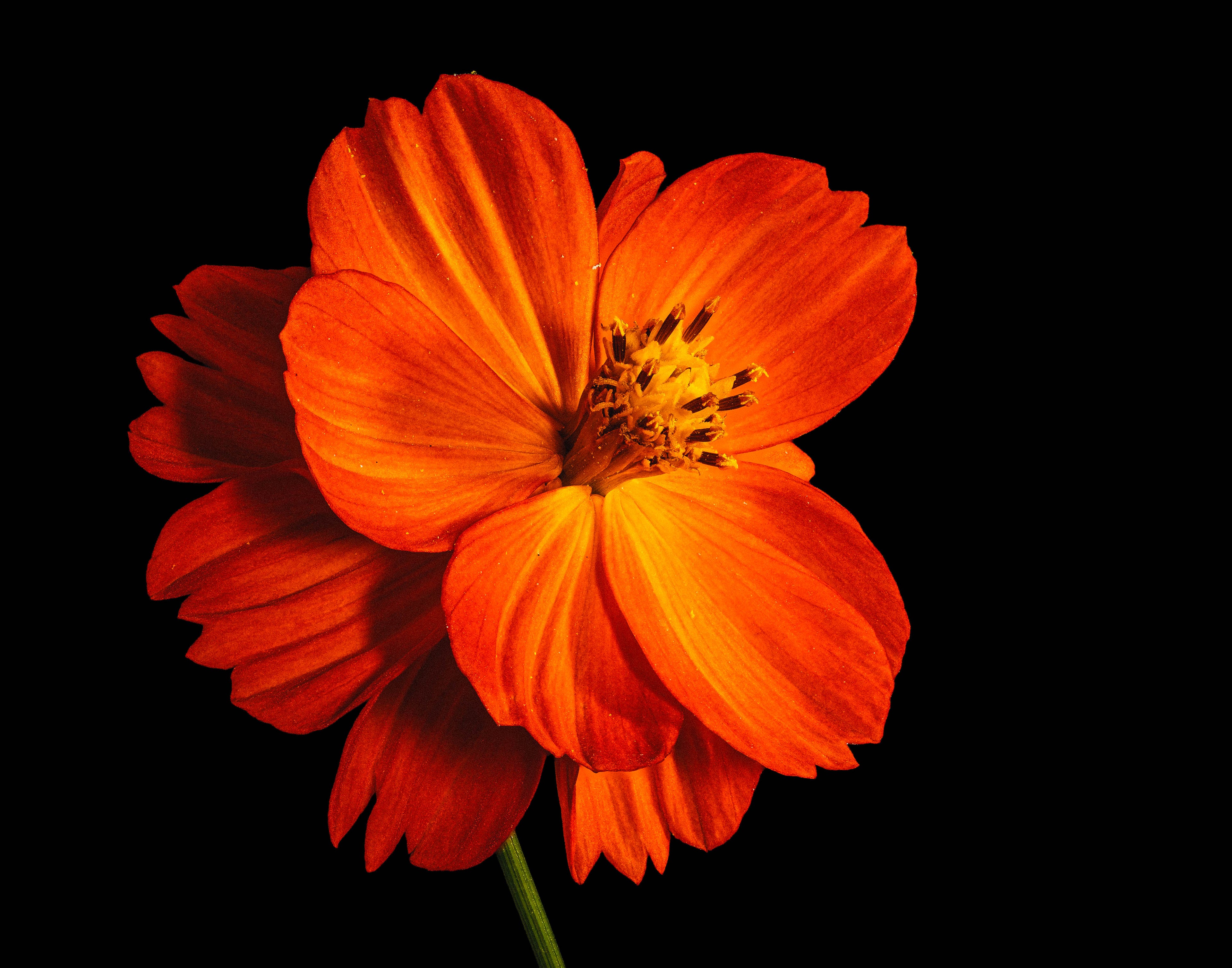 Tango Cosmos - Fine Art Print