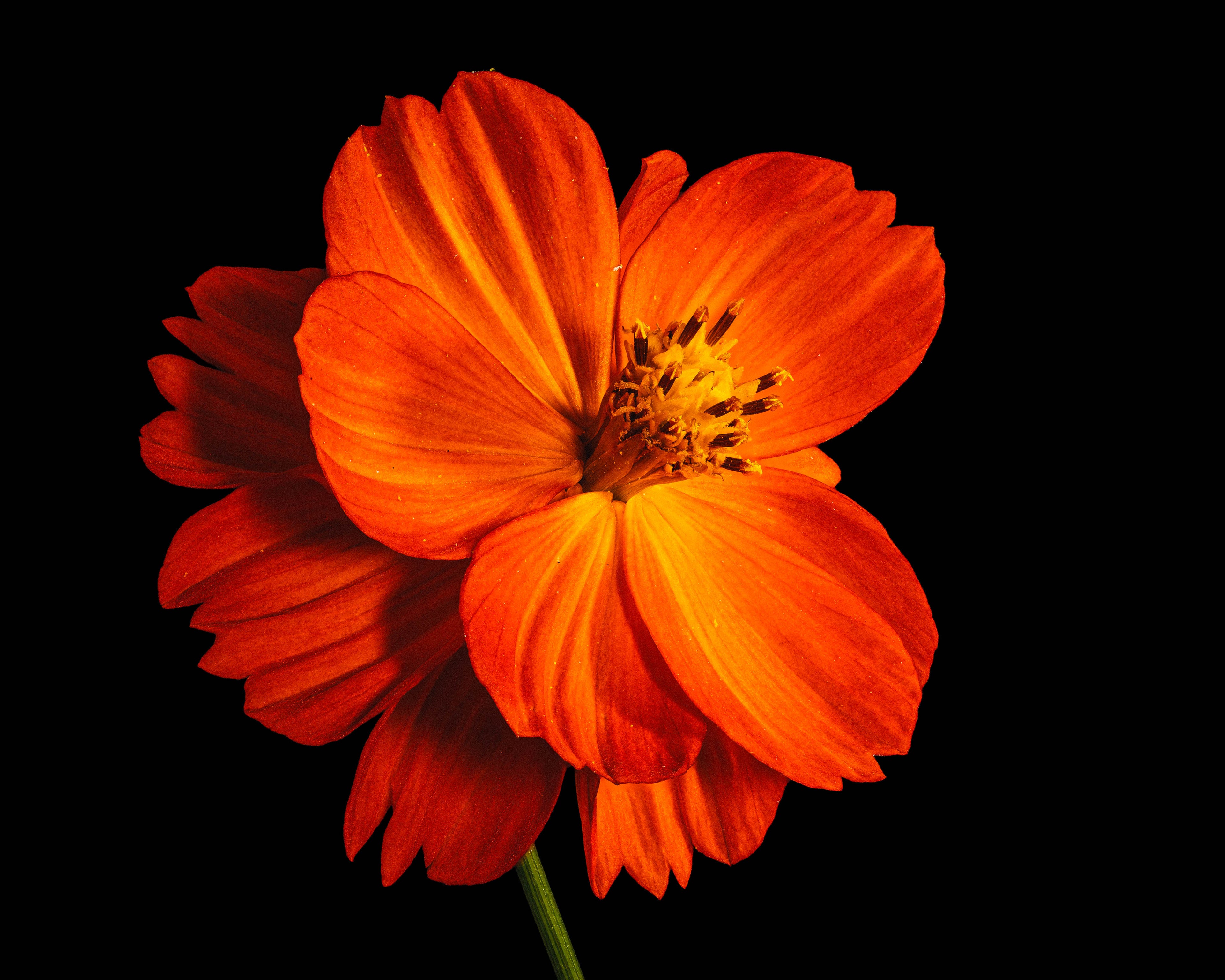 Tango Cosmos - Fine Art Print