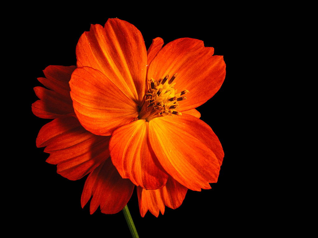 Tango Cosmos - Fine Art Print