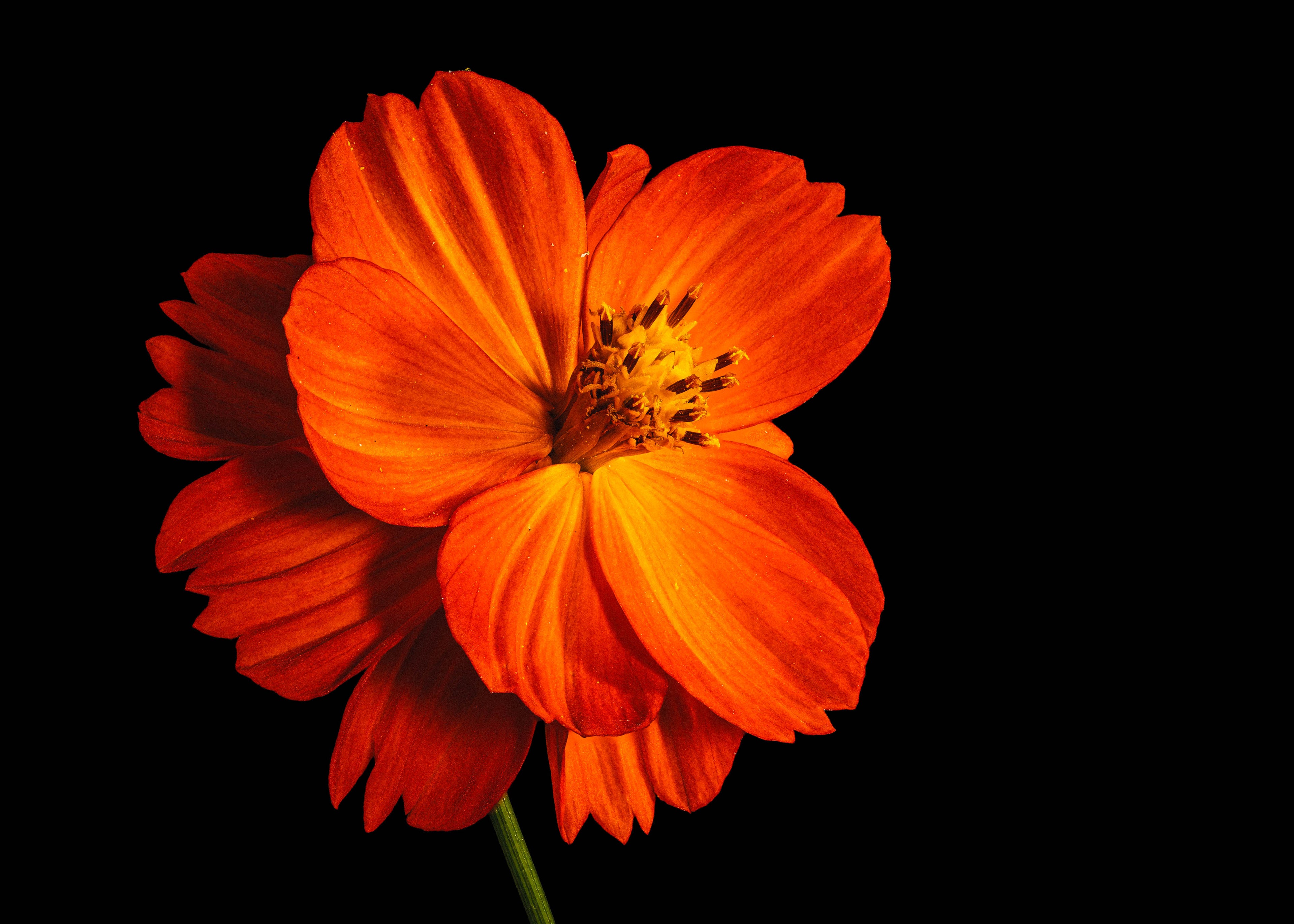 Tango Cosmos - Fine Art Print