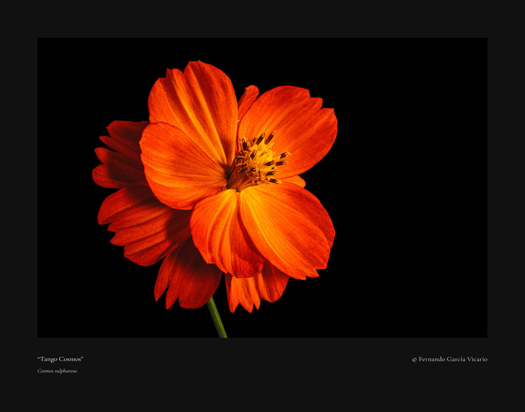 Tango Cosmos - Fine Art Print