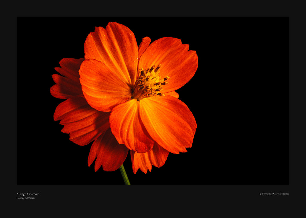 Tango Cosmos - Fine Art Print