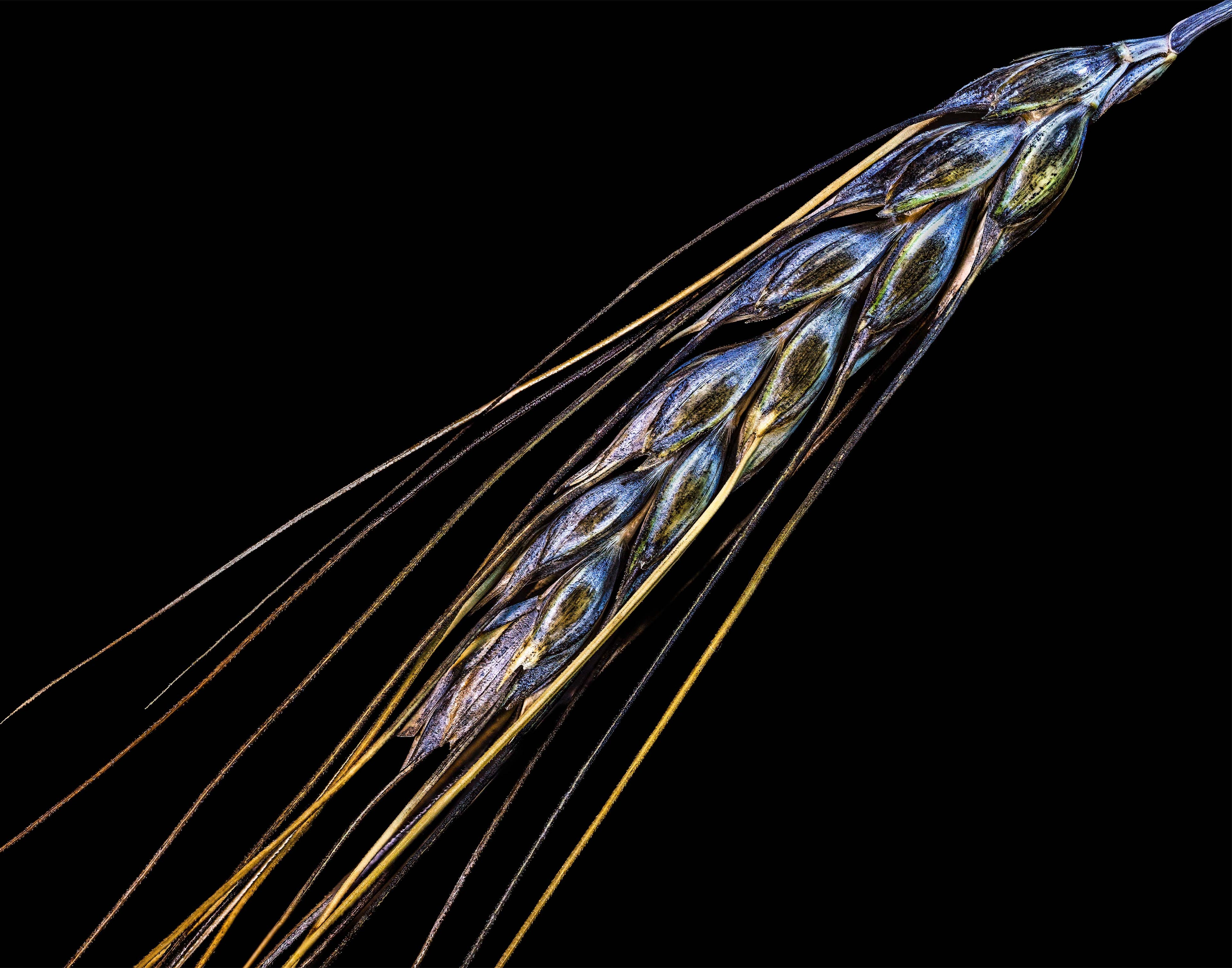 Ancient Wings - Fine Art Print