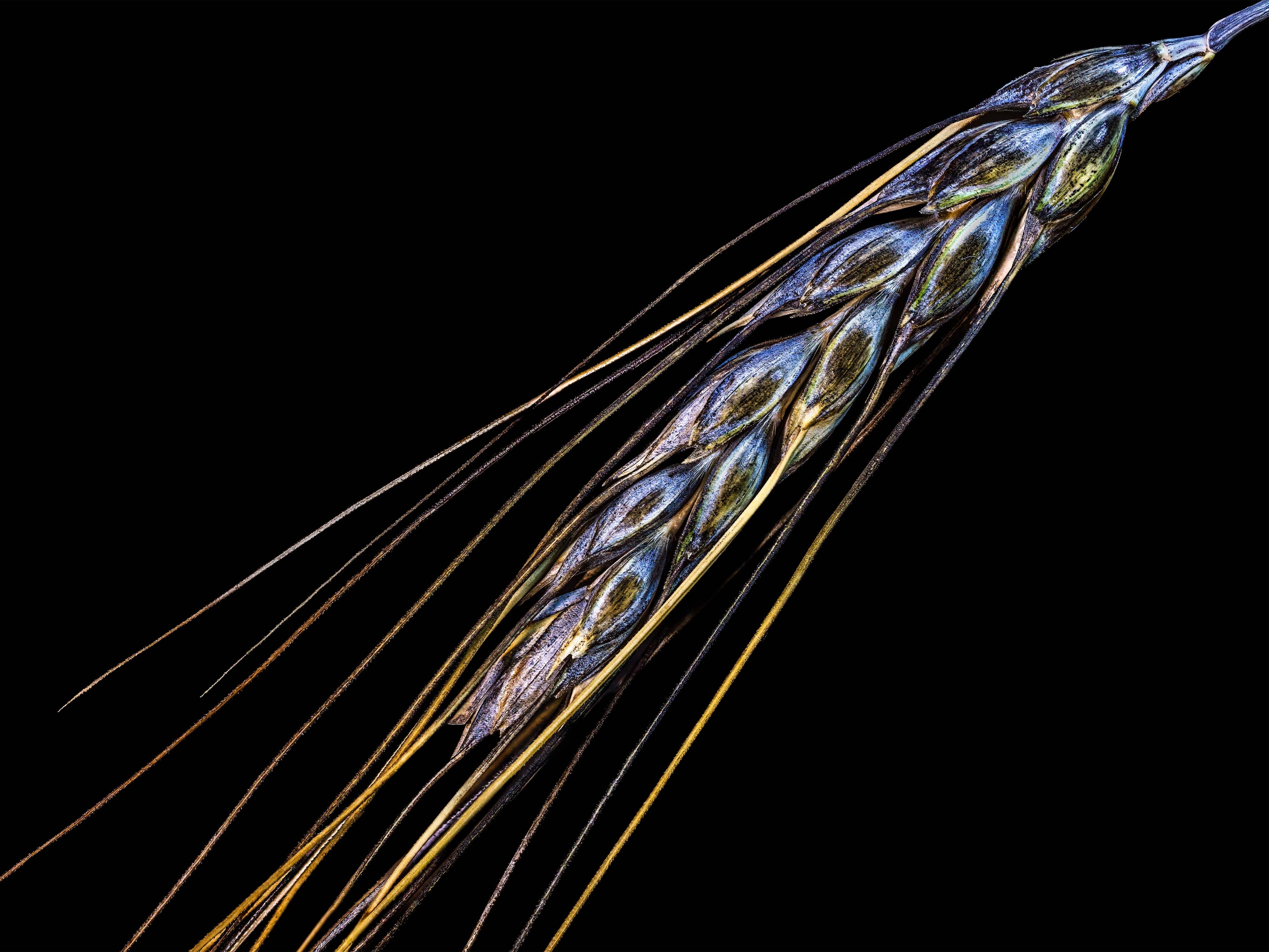 Ancient Wings - Fine Art Print