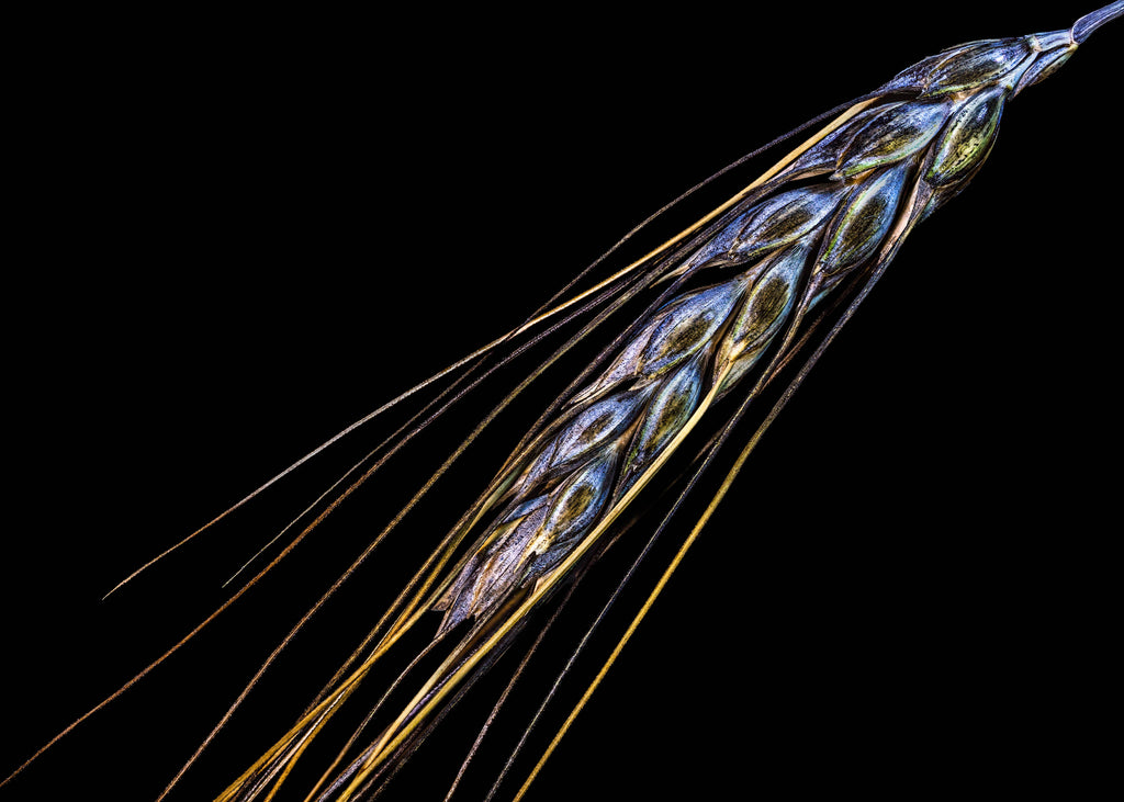 Ancient Wings - Fine Art Print