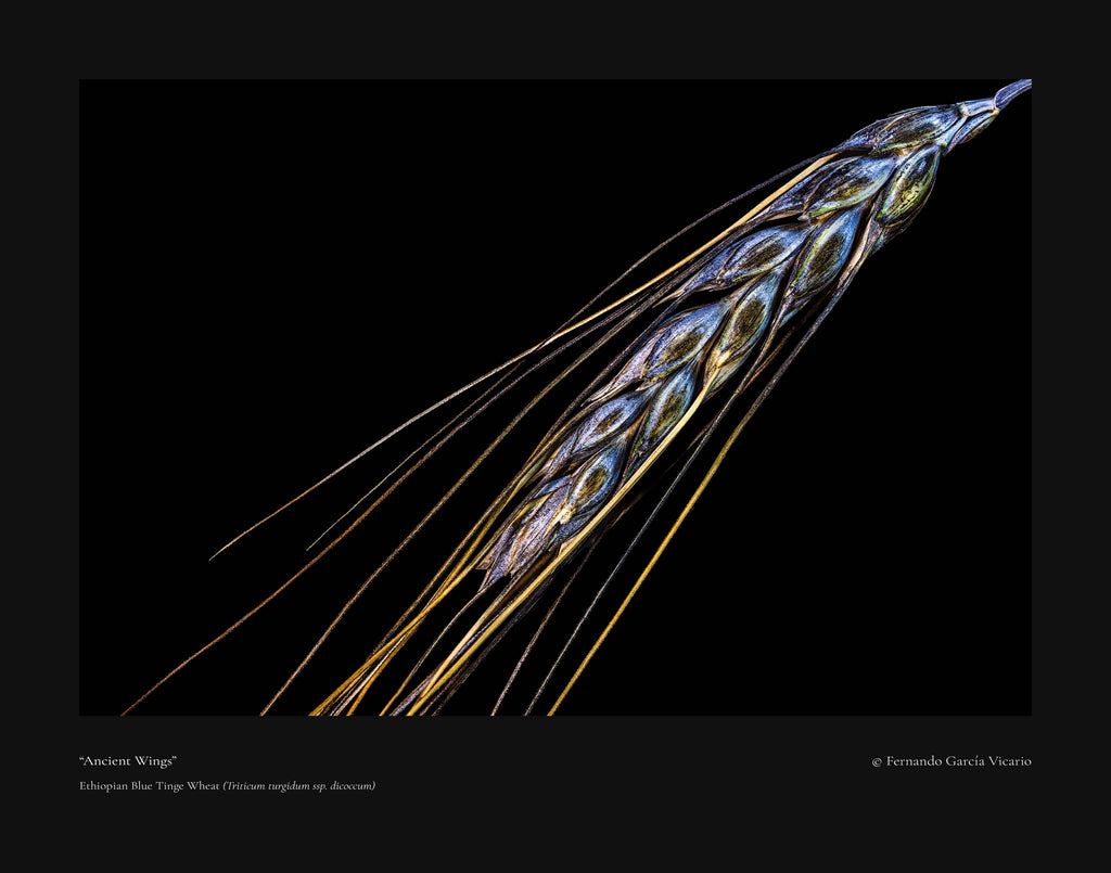 Ancient Wings - Fine Art Print