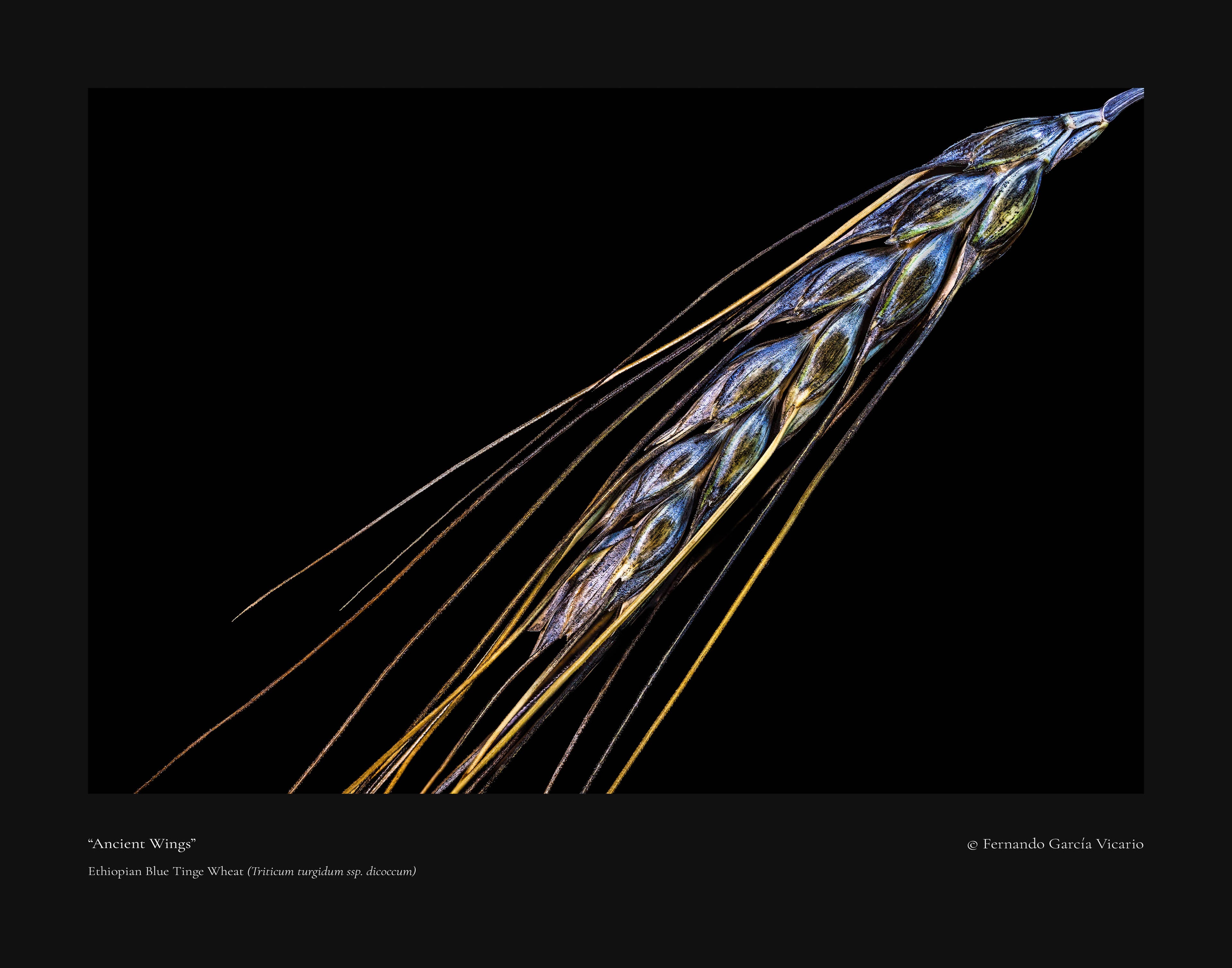 Ancient Wings - Fine Art Print