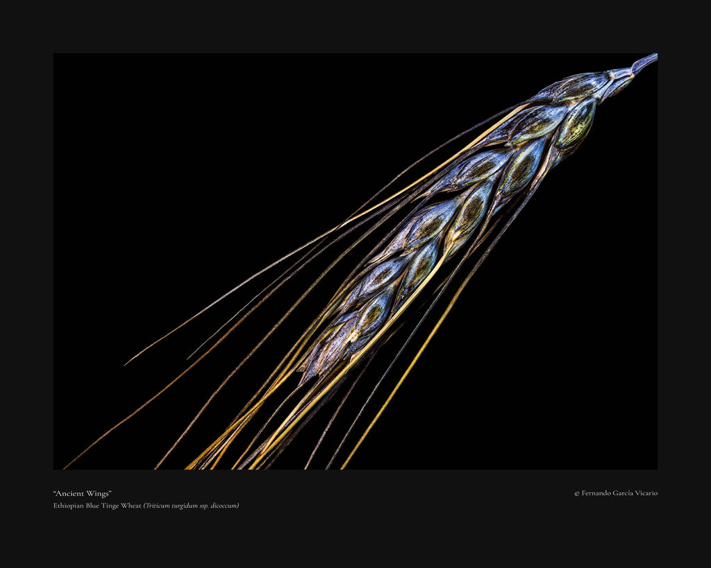 Ancient Wings - Fine Art Print