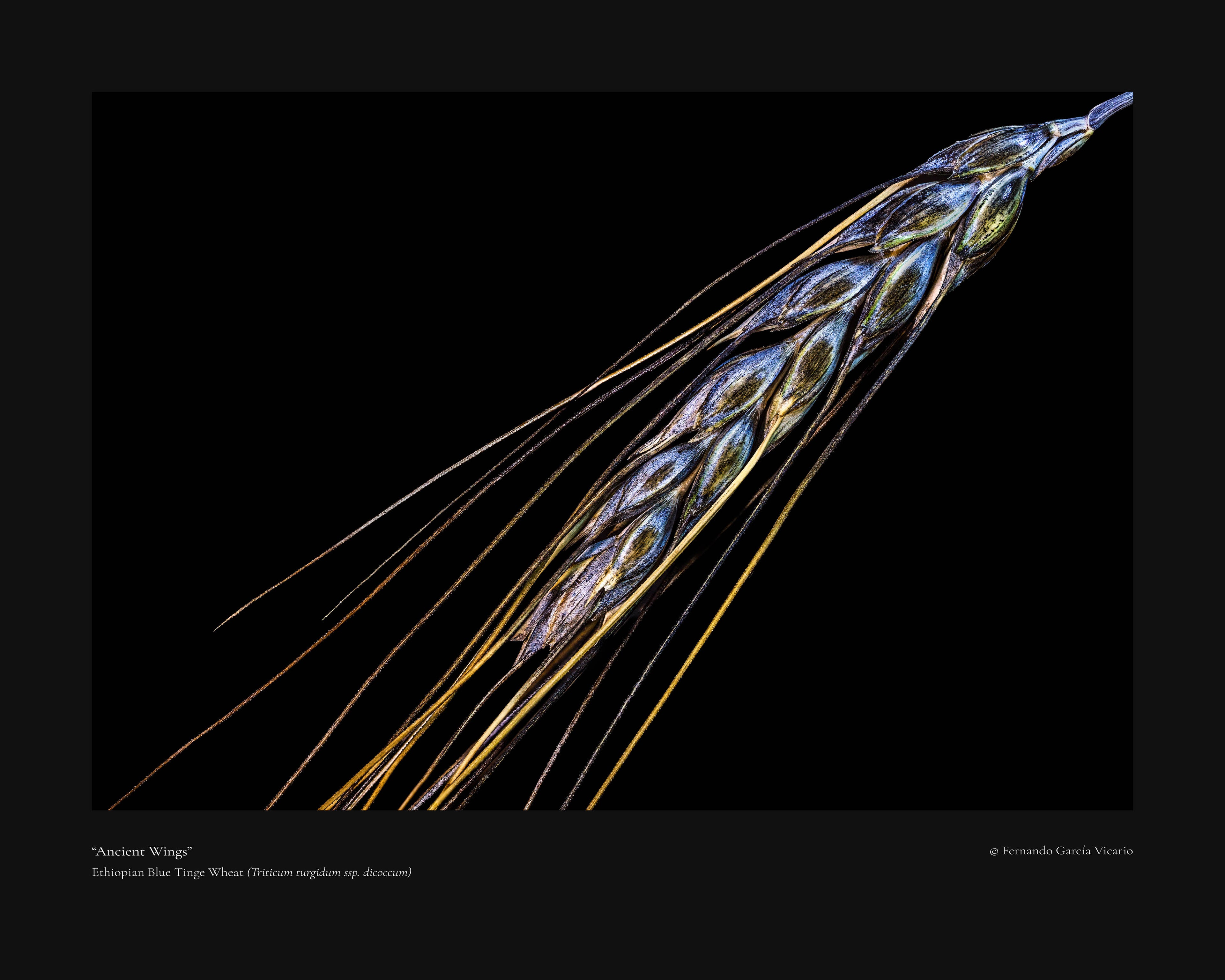 Ancient Wings - Fine Art Print