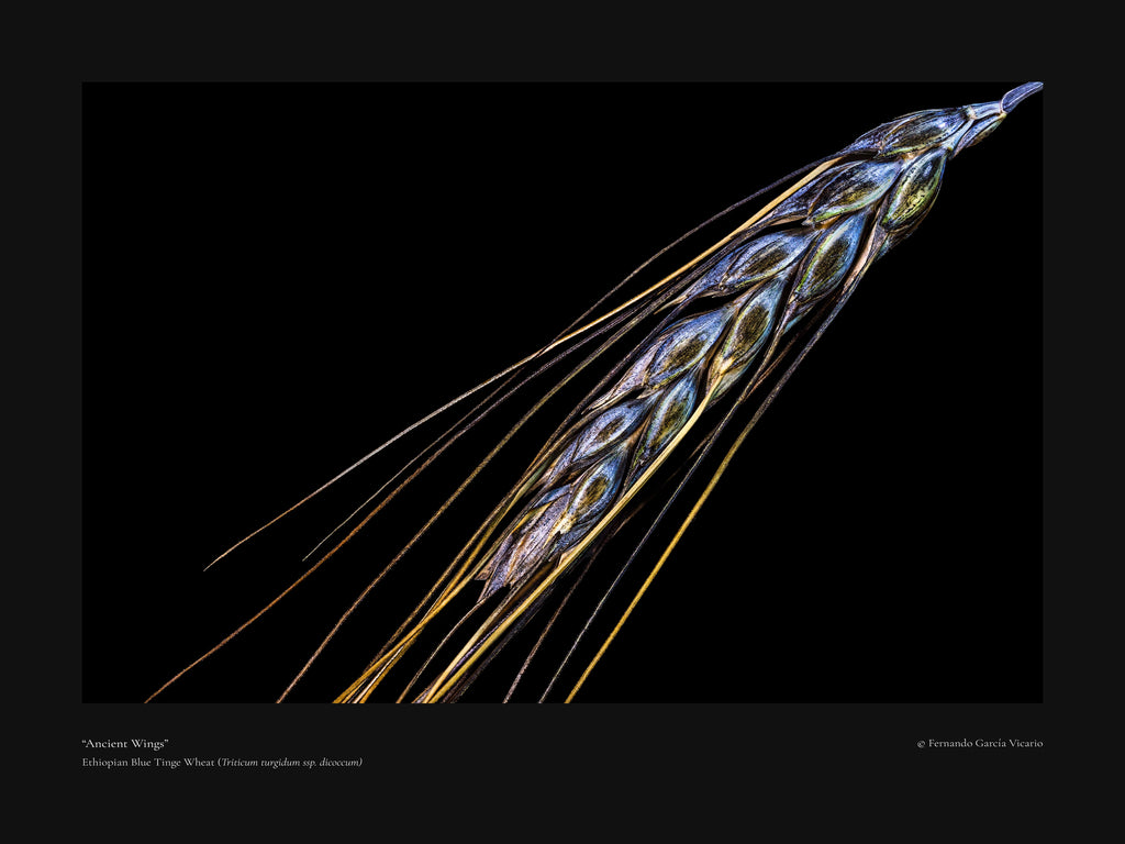 Ancient Wings - Fine Art Print