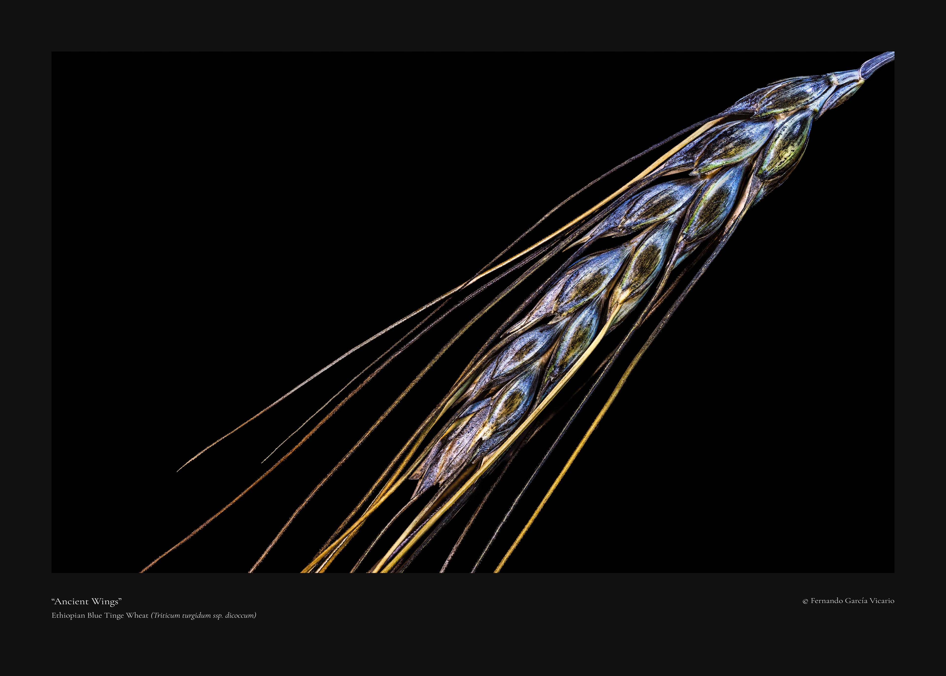 Ancient Wings - Fine Art Print