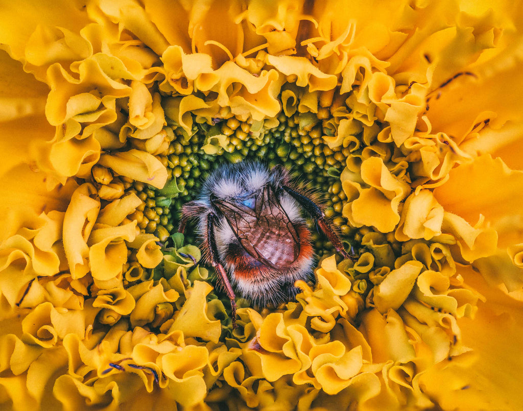 Marigold Dreams - Fine Art Print