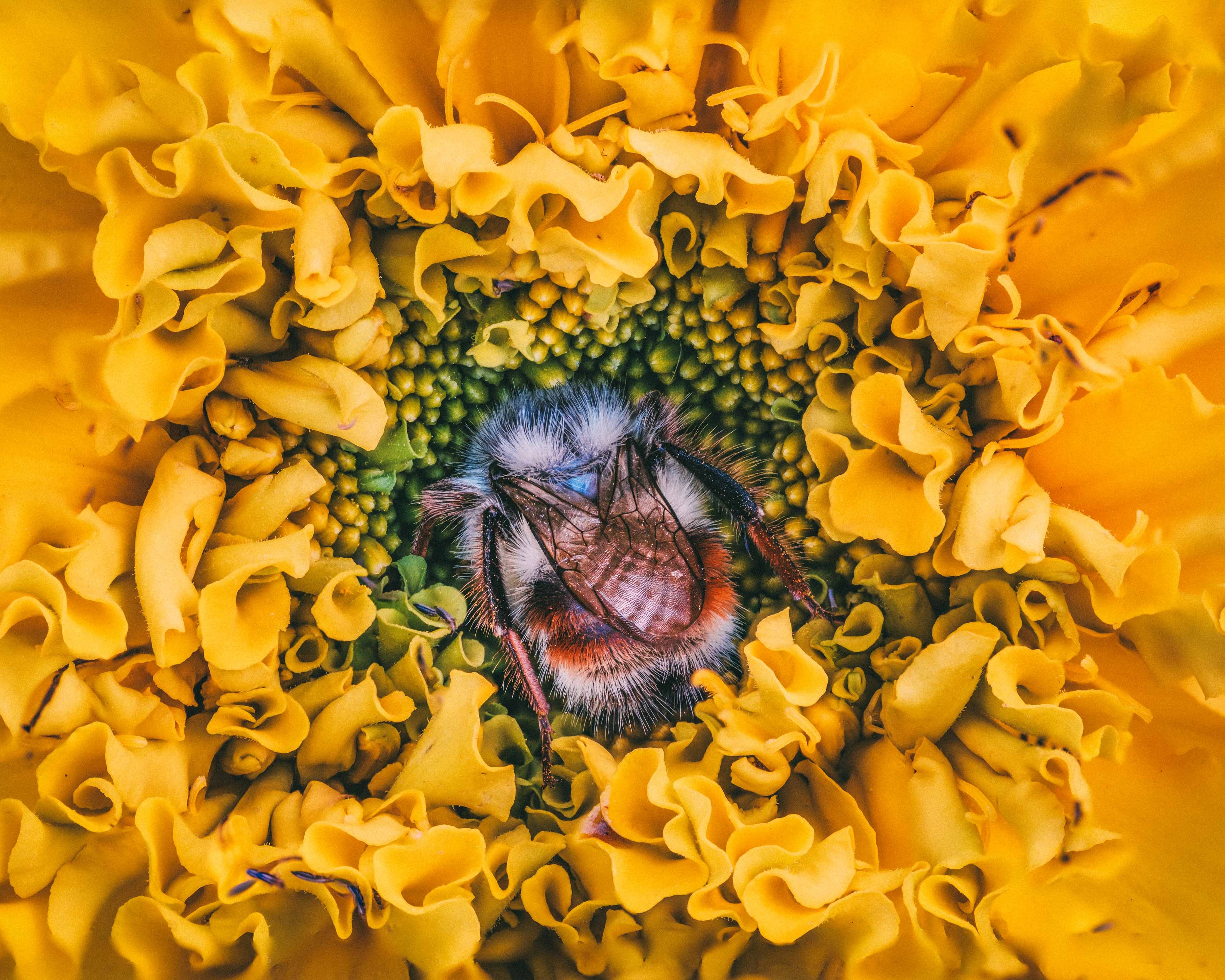 Marigold Dreams - Fine Art Print