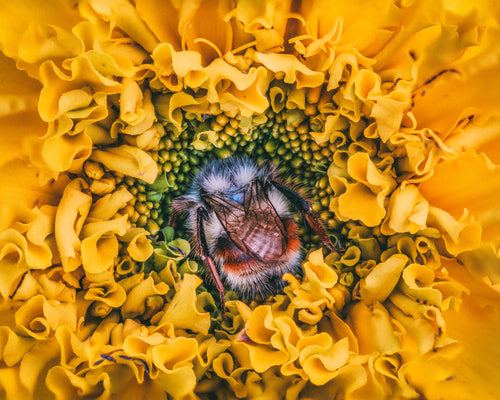 Marigold Dreams - Fine Art Print