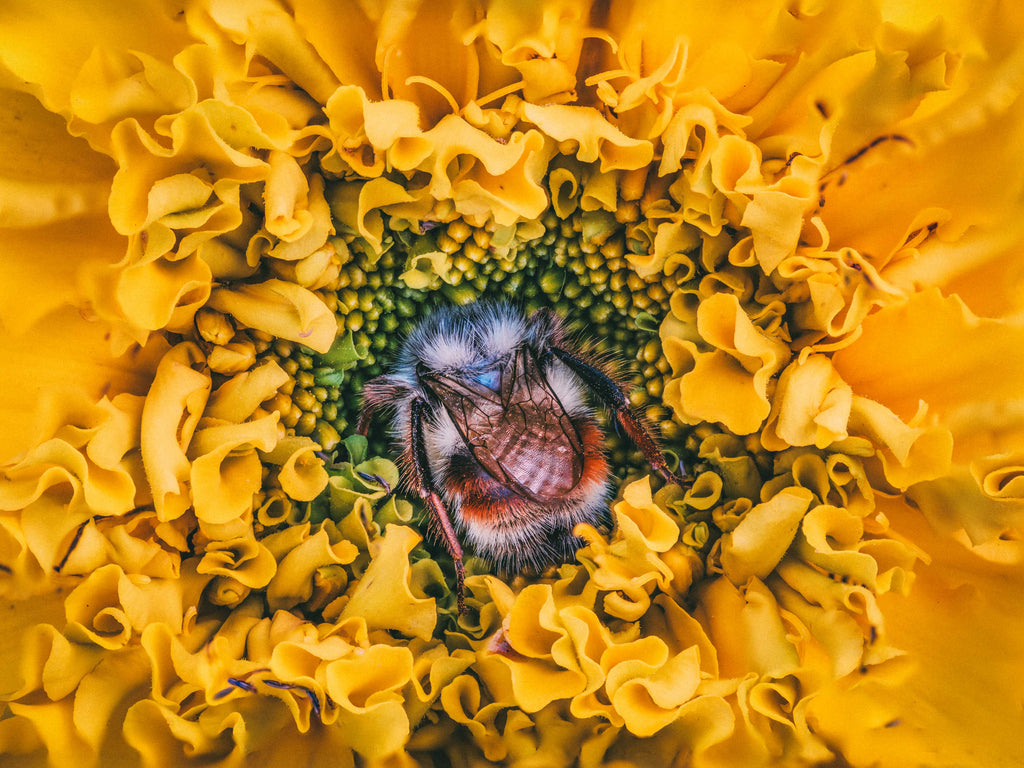 Marigold Dreams - Fine Art Print
