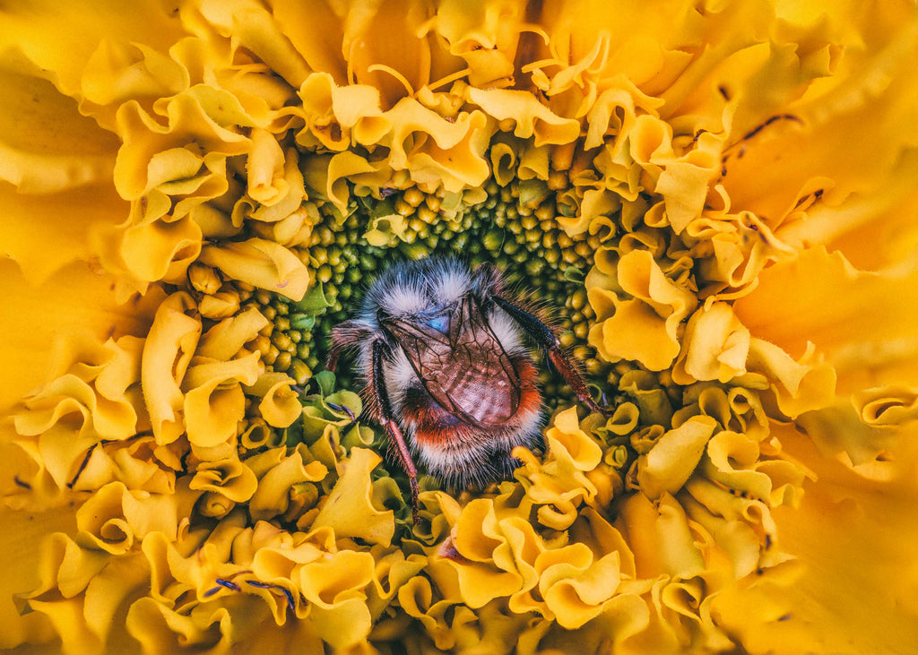 Marigold Dreams - Fine Art Print