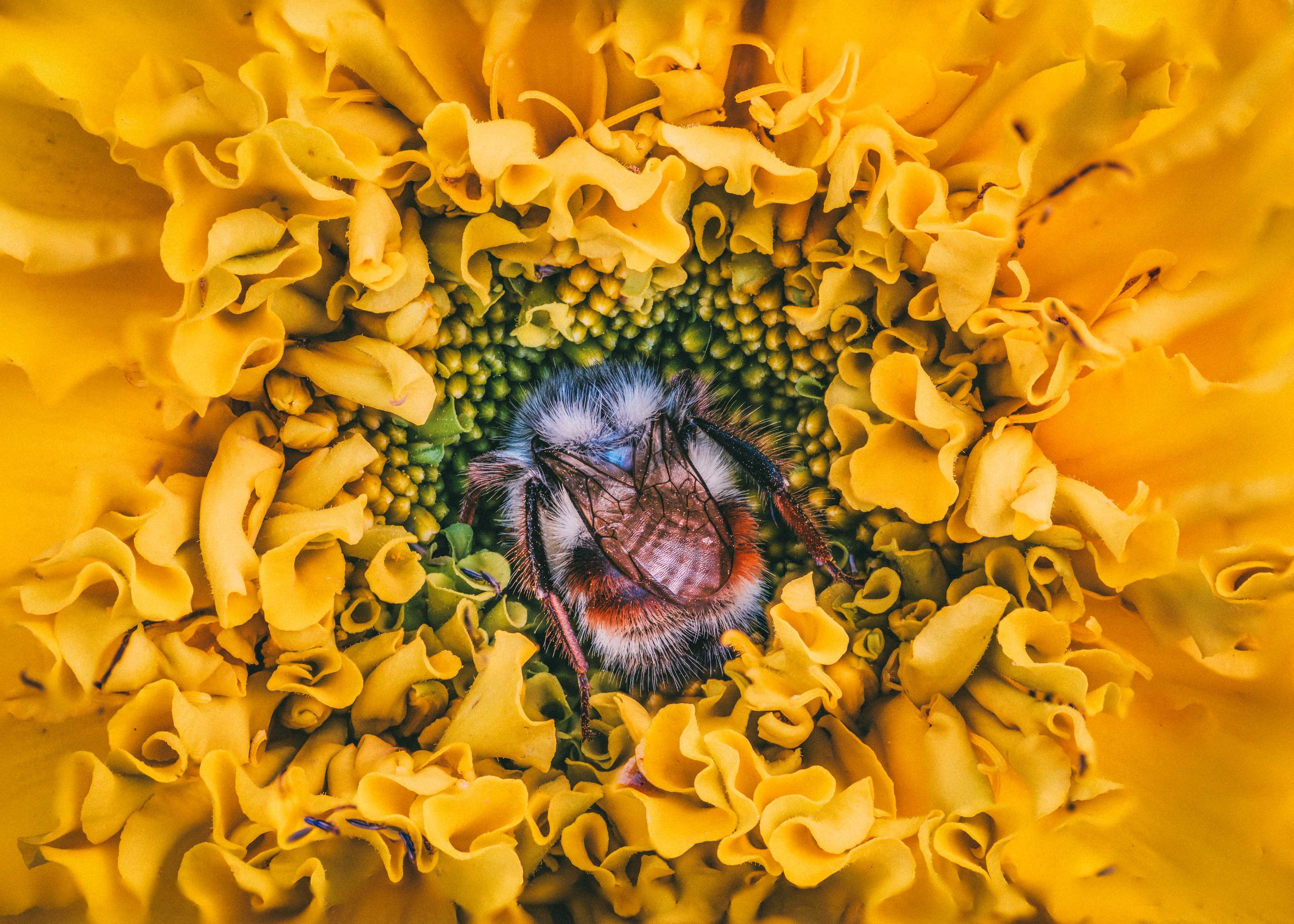 Marigold Dreams - Fine Art Print