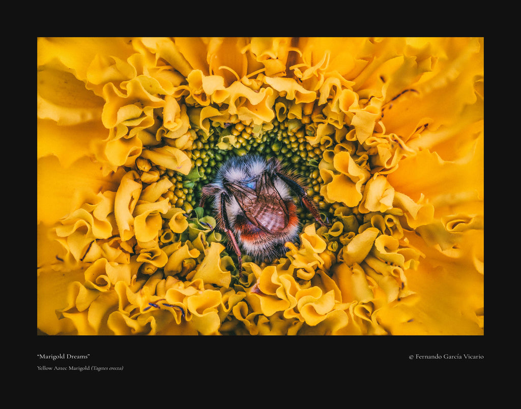Marigold Dreams - Fine Art Print