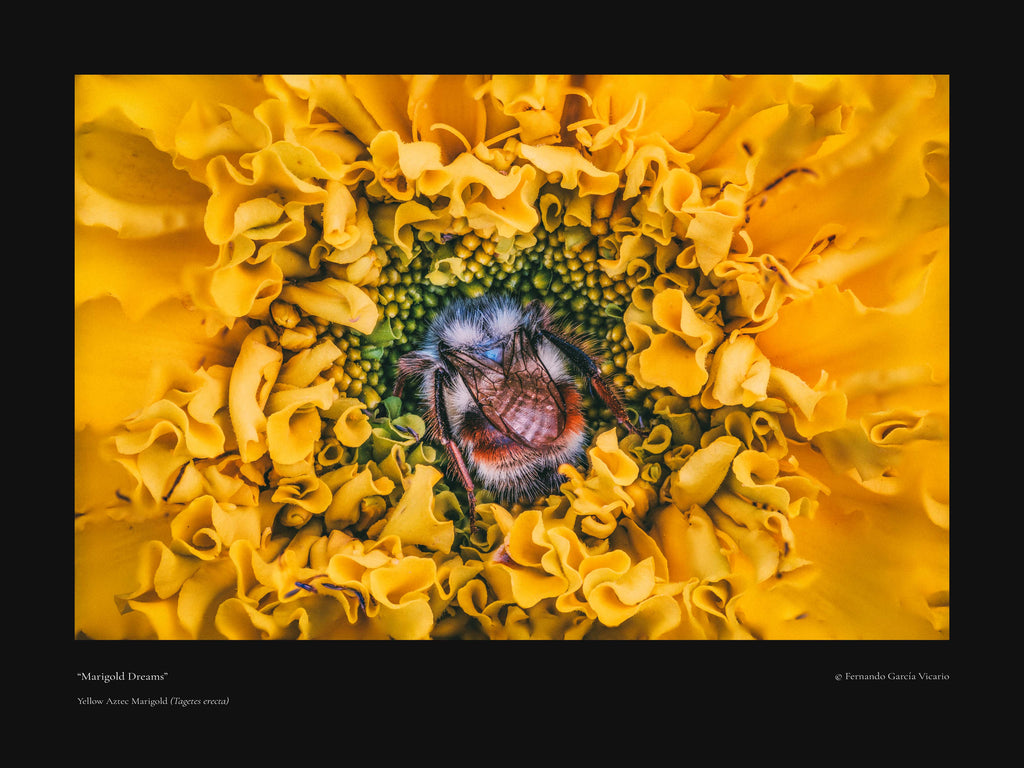 Marigold Dreams - Fine Art Print