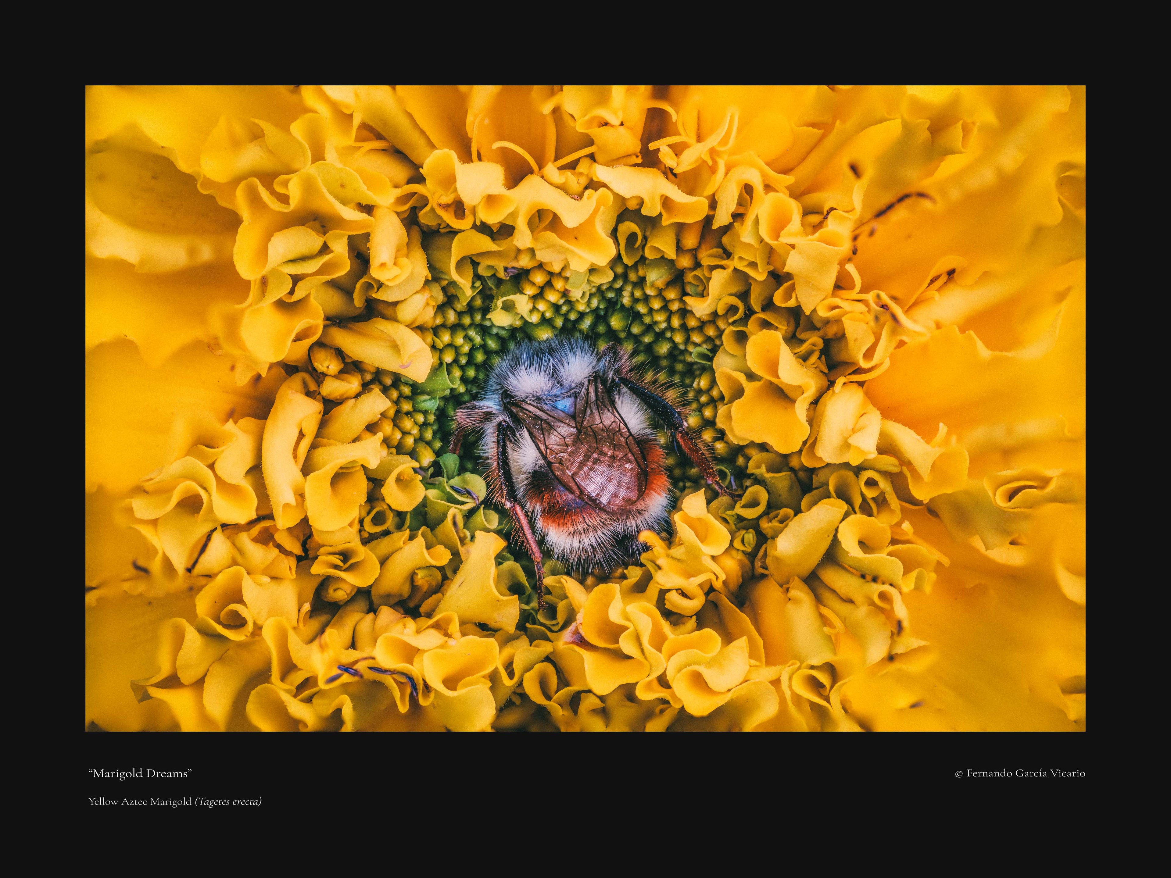 Marigold Dreams - Fine Art Print