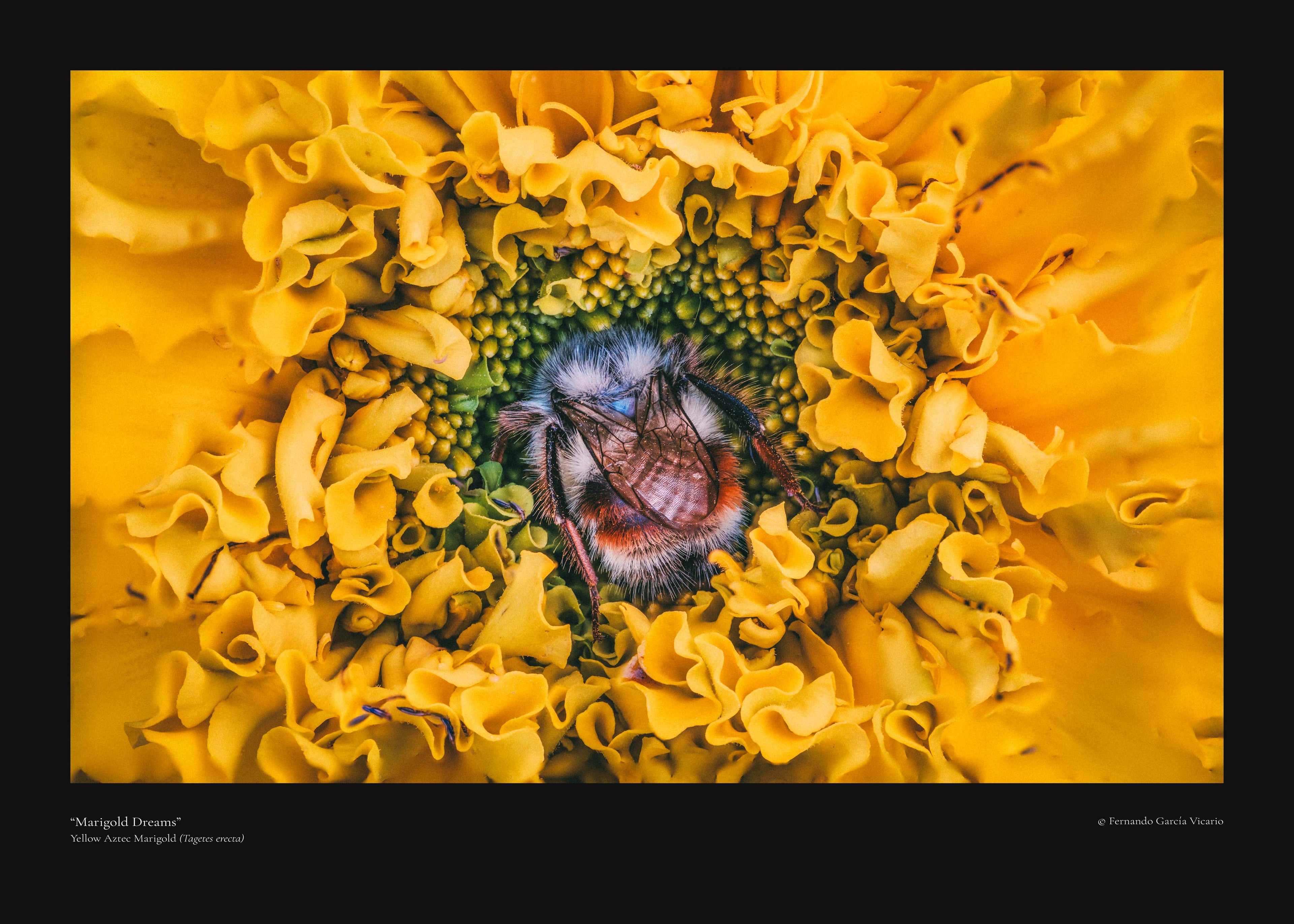 Marigold Dreams - Fine Art Print