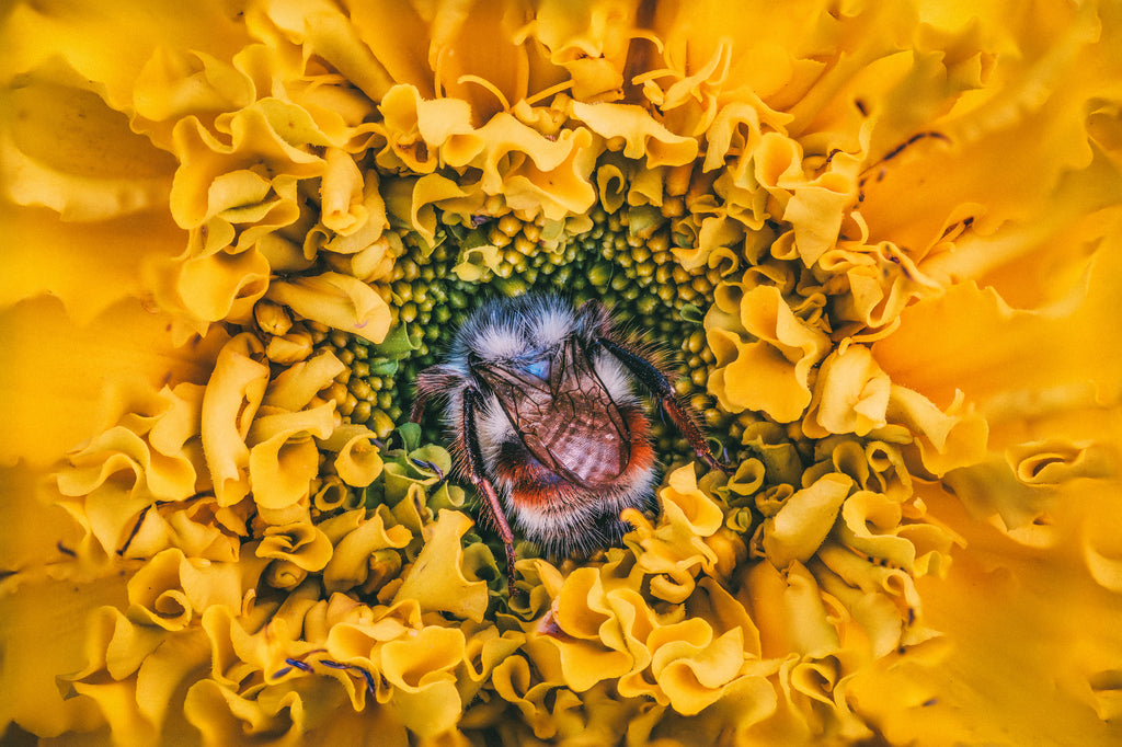 Marigold Dreams - Fine Art Print