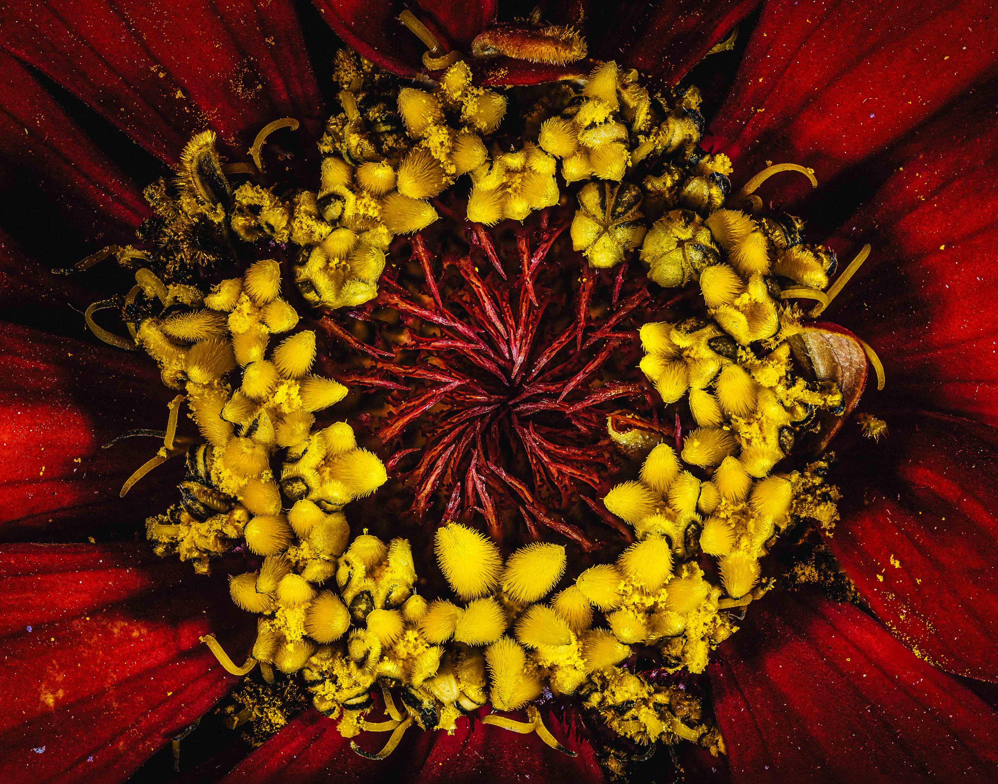 Radiant Red Zinnia - Fine Art Print