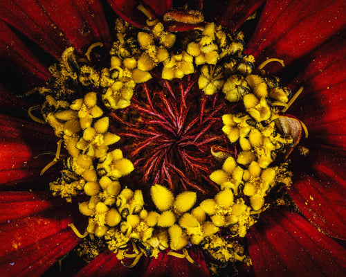 Radiant Red Zinnia - Fine Art Print