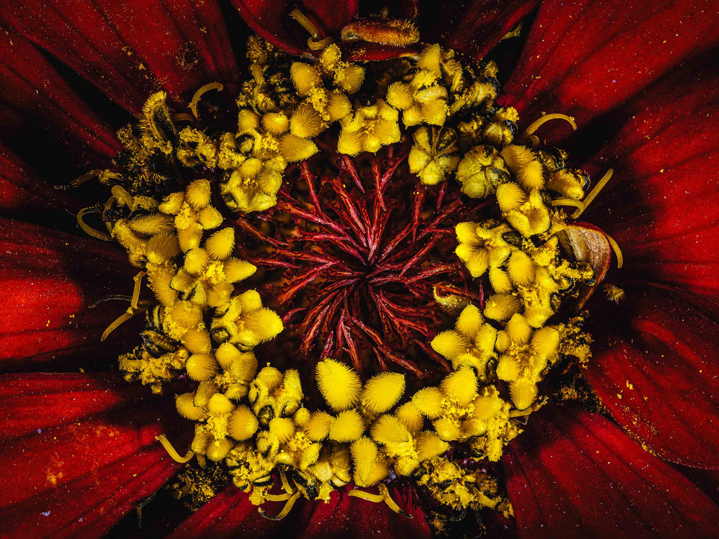 Radiant Red Zinnia - Fine Art Print