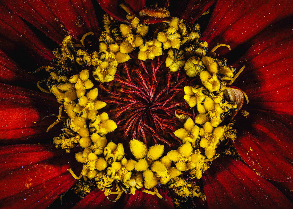 Radiant Red Zinnia - Fine Art Print