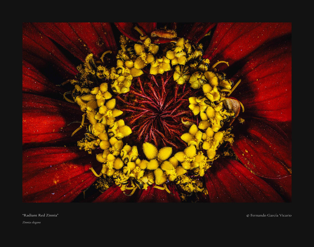 Radiant Red Zinnia - Fine Art Print
