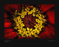 Radiant Red Zinnia - Fine Art Print