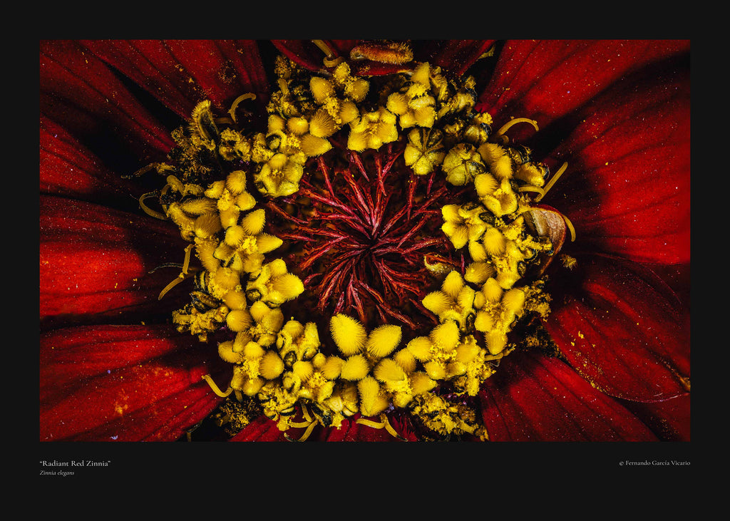 Radiant Red Zinnia - Fine Art Print