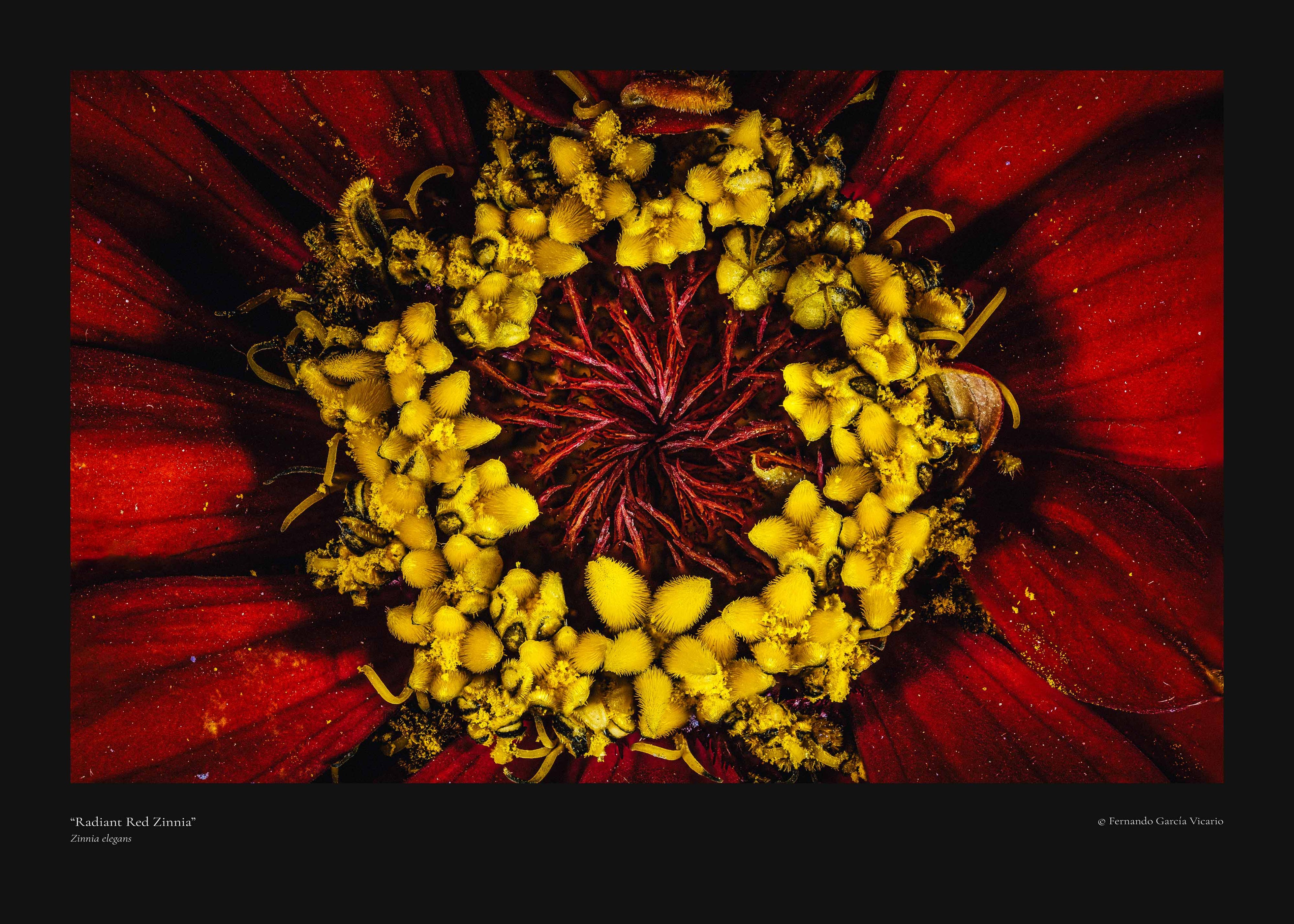 Radiant Red Zinnia - Fine Art Print