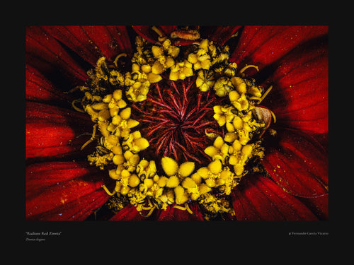 Radiant Red Zinnia - Fine Art Print