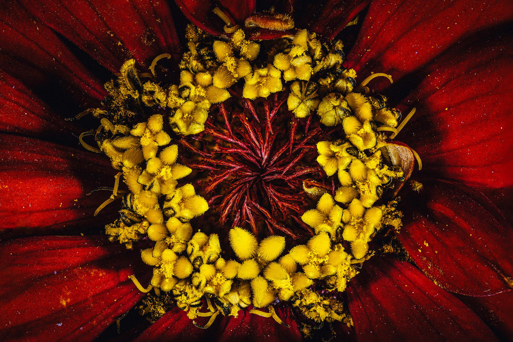 Radiant Red Zinnia - Fine Art Print