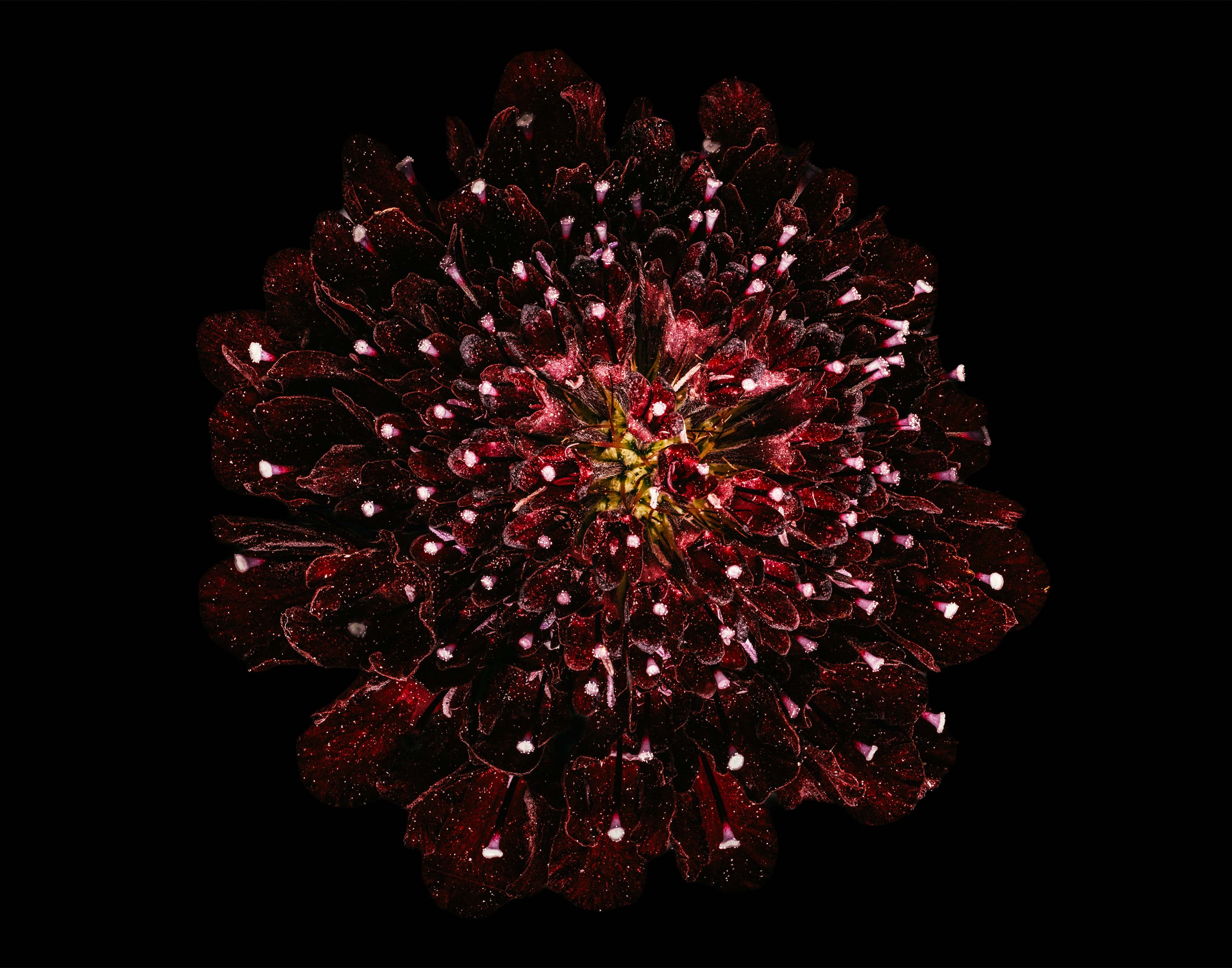 Starry Knight - Fine Art Print