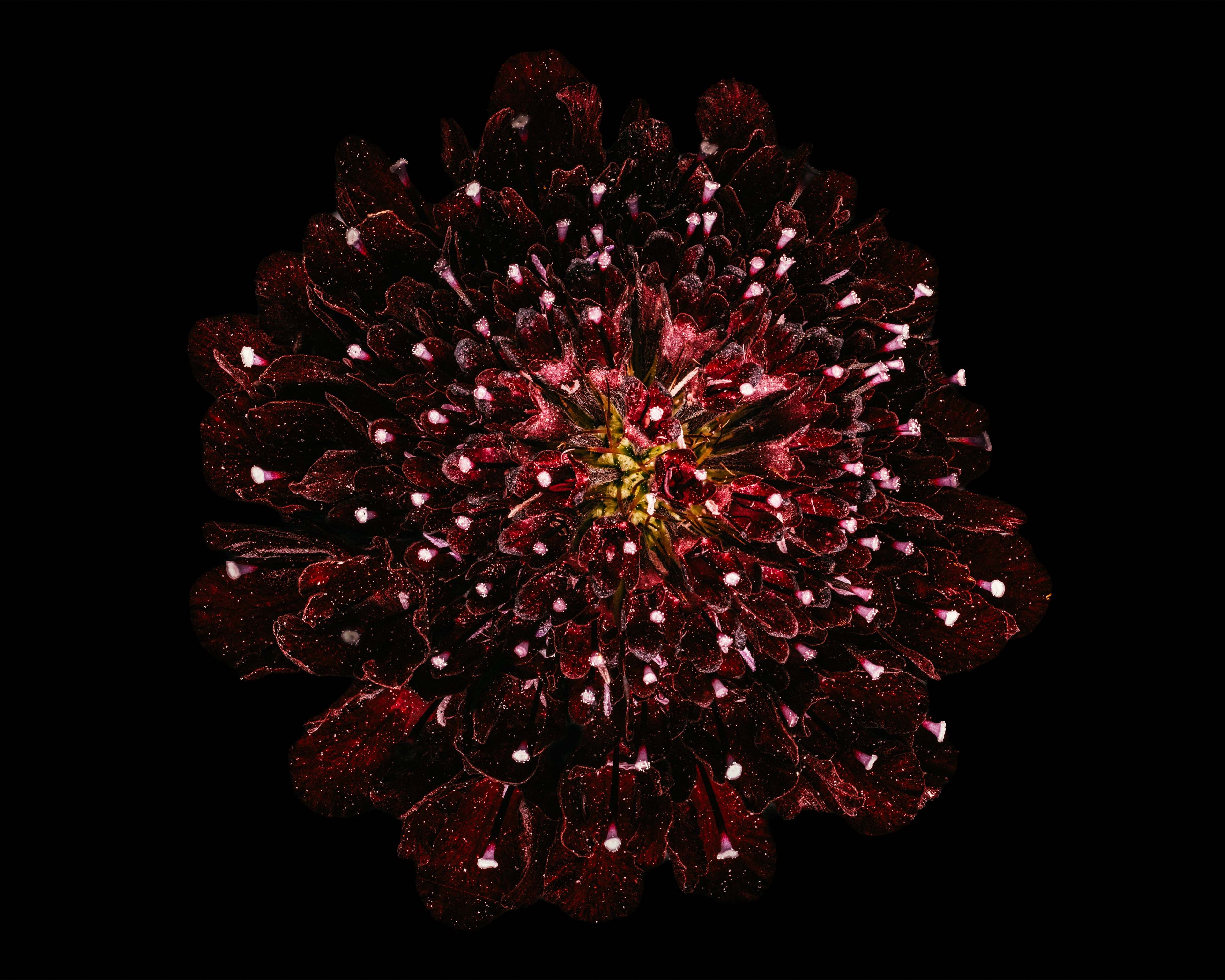 Starry Knight - Fine Art Print