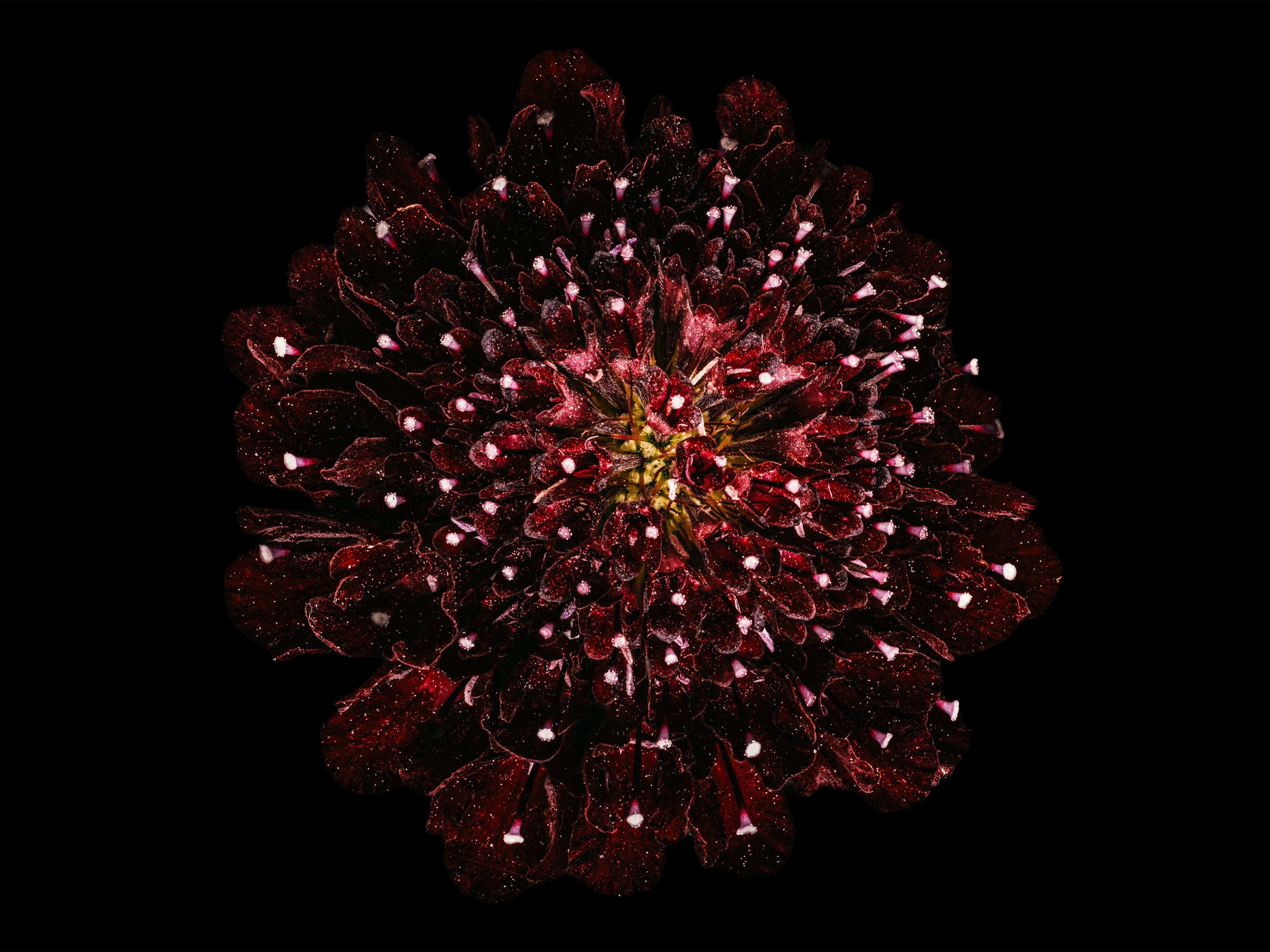 Starry Knight - Fine Art Print