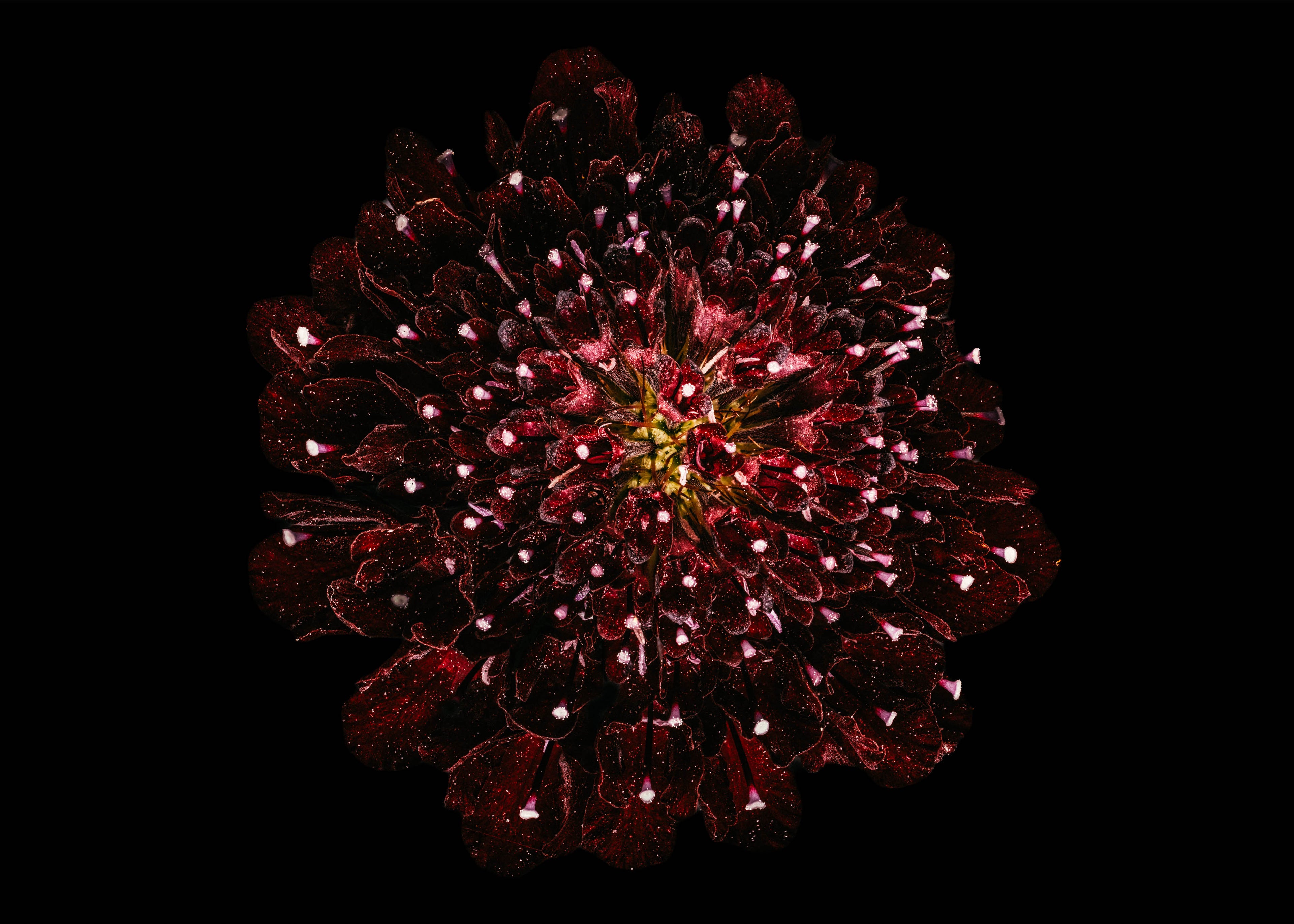 Starry Knight - Fine Art Print