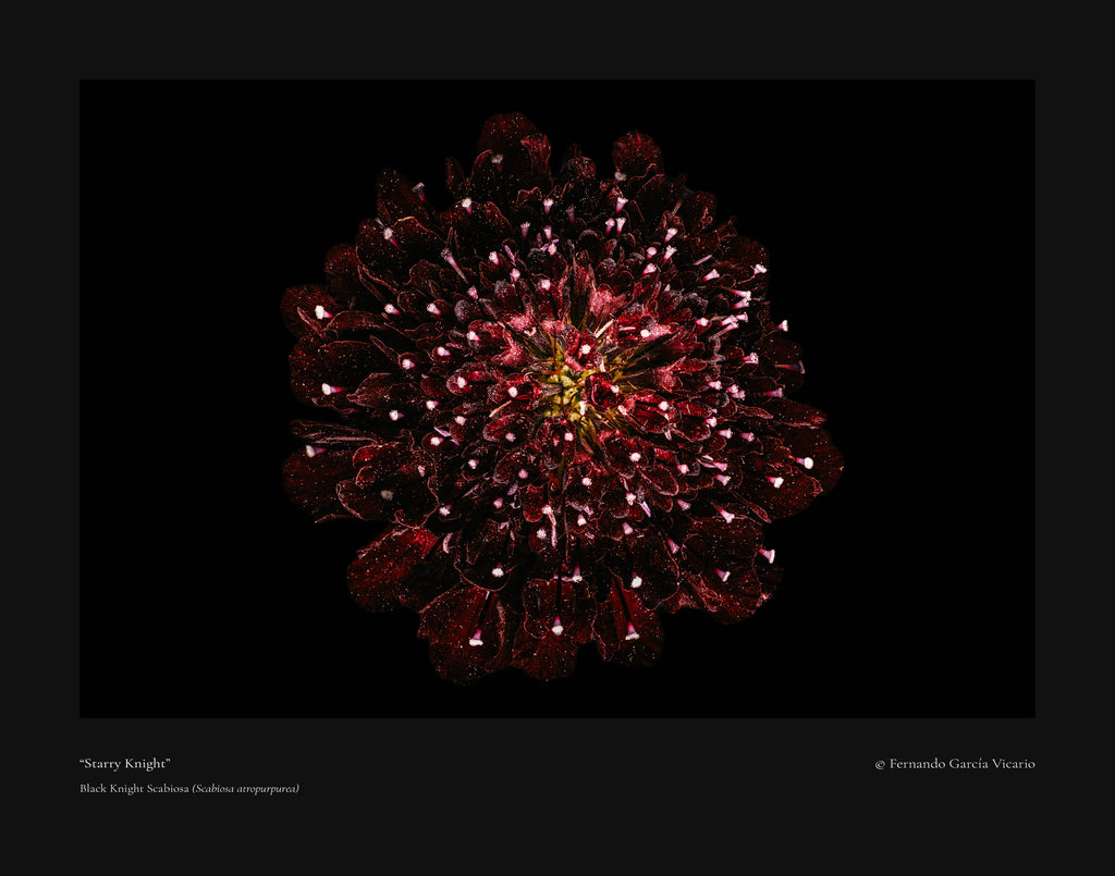 Starry Knight - Fine Art Print