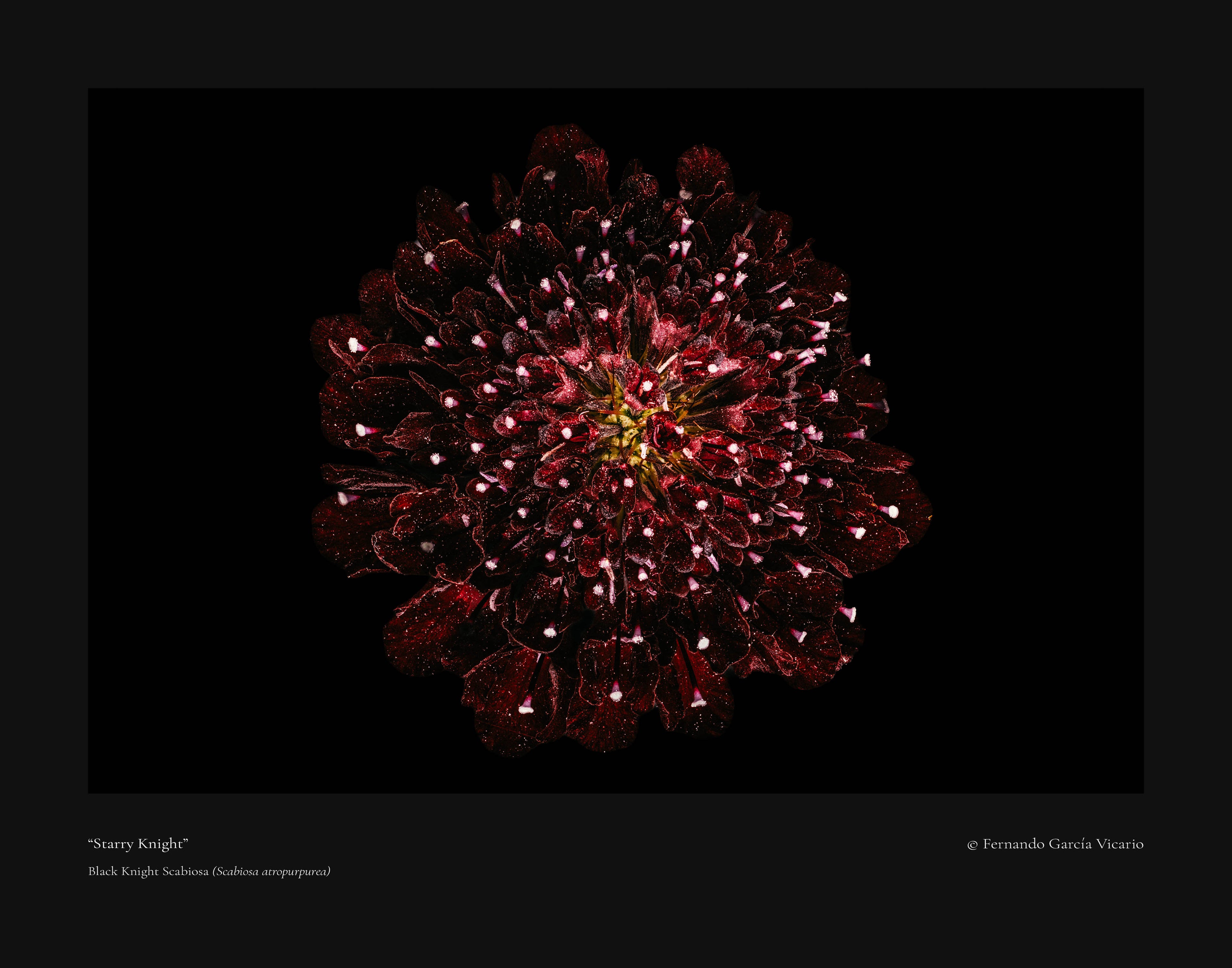 Starry Knight - Fine Art Print