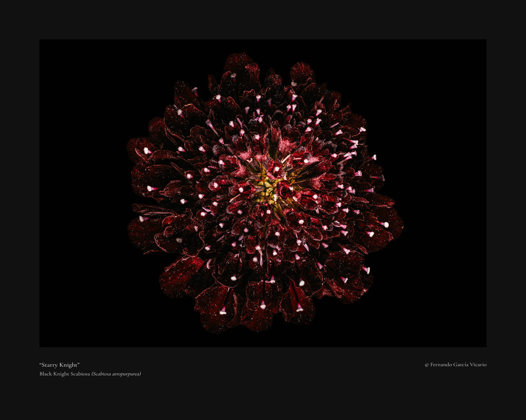 Starry Knight - Fine Art Print