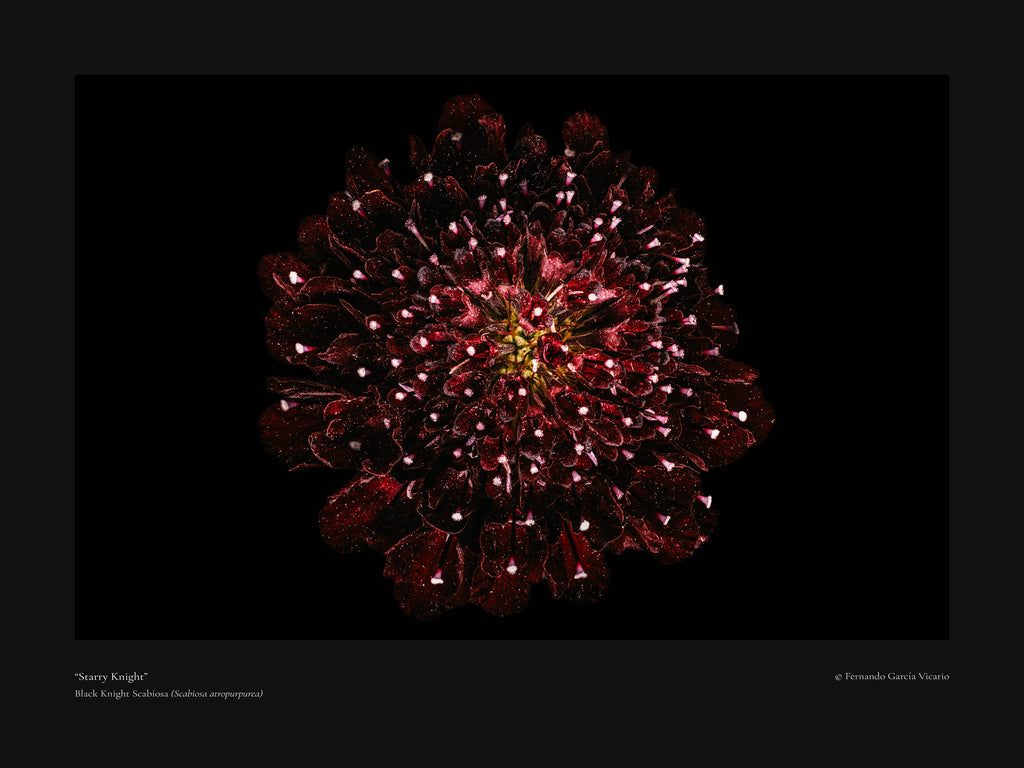 Starry Knight - Fine Art Print