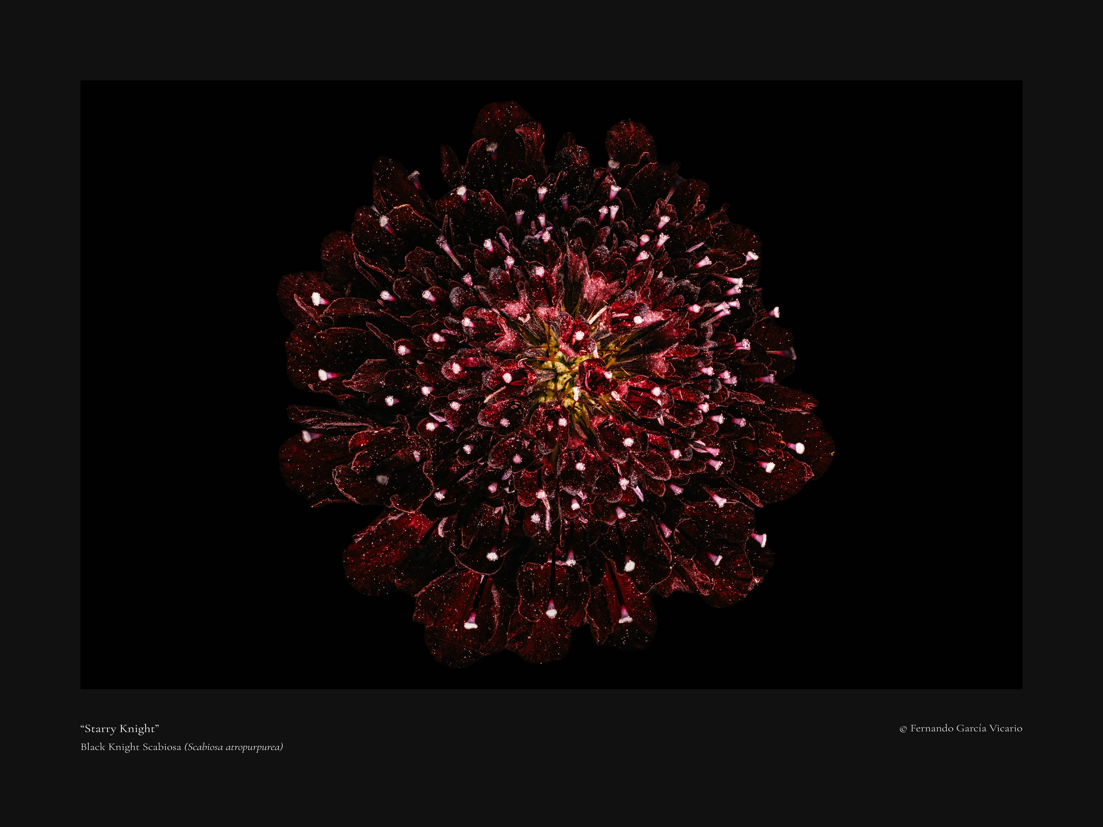 Starry Knight - Fine Art Print