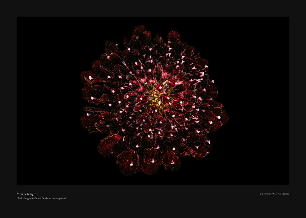 Starry Knight - Fine Art Print