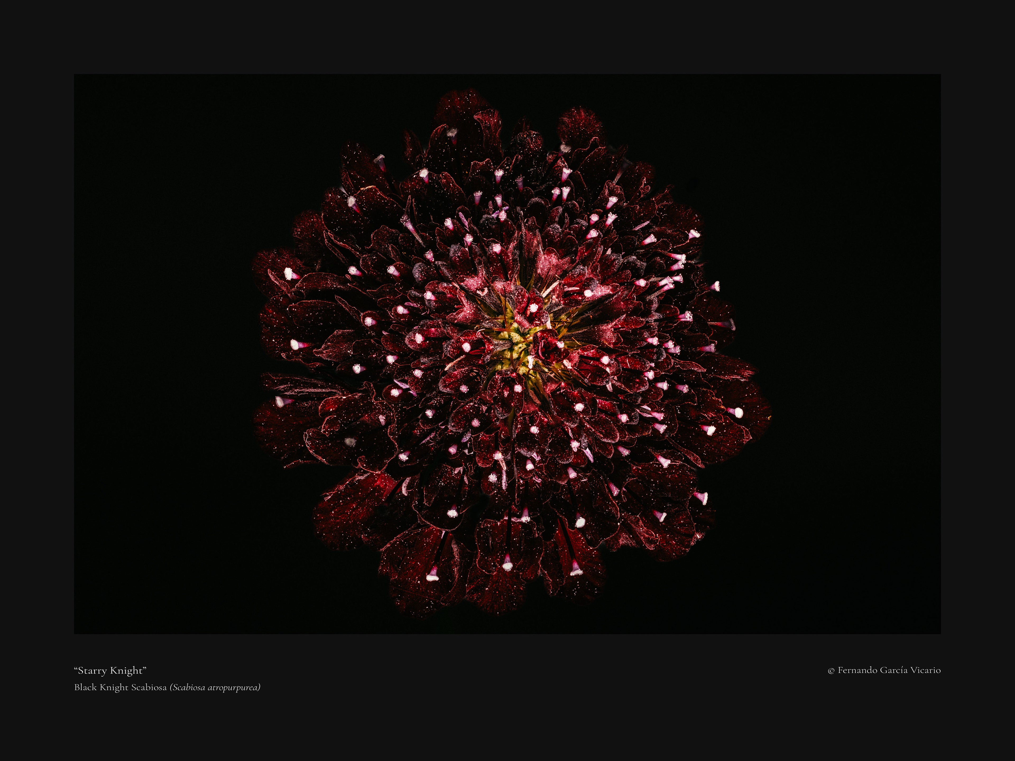 Starry Knight - Fine Art Print