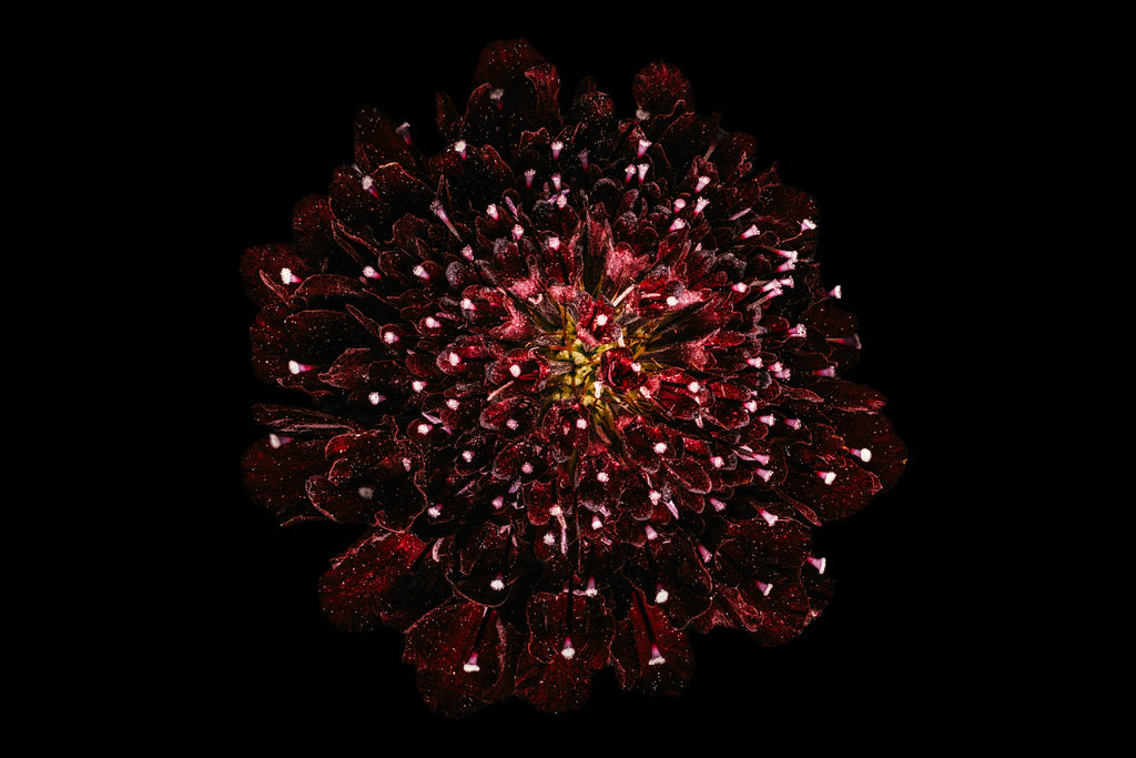 Starry Knight - Fine Art Print