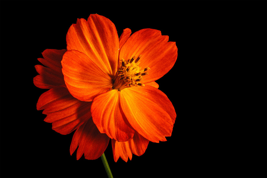 Tango Cosmos - Fine Art Print